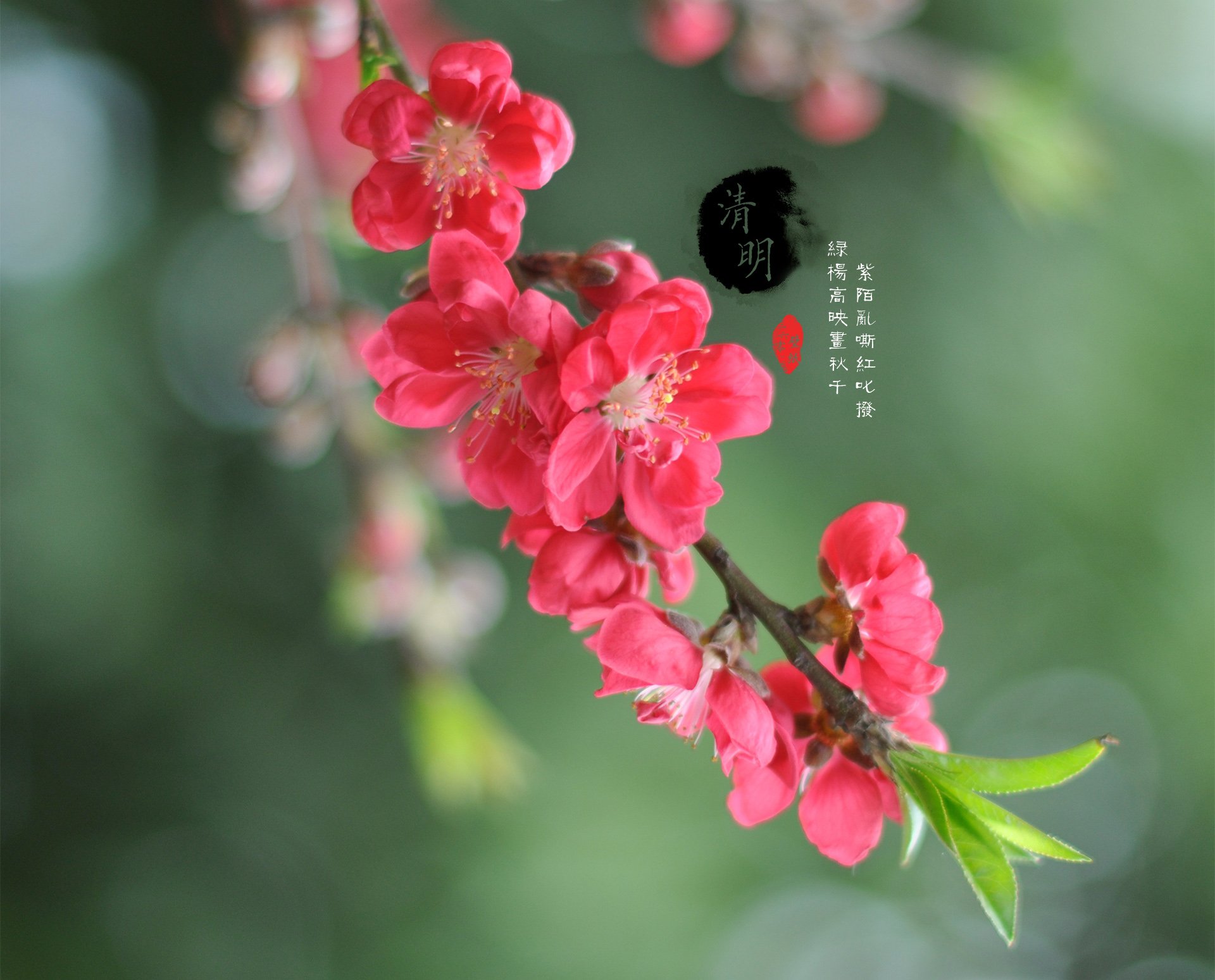 清明节,古风,古诗,诗句,意境,节气,24节气,二十四节气,@姑凉_你又瘦了