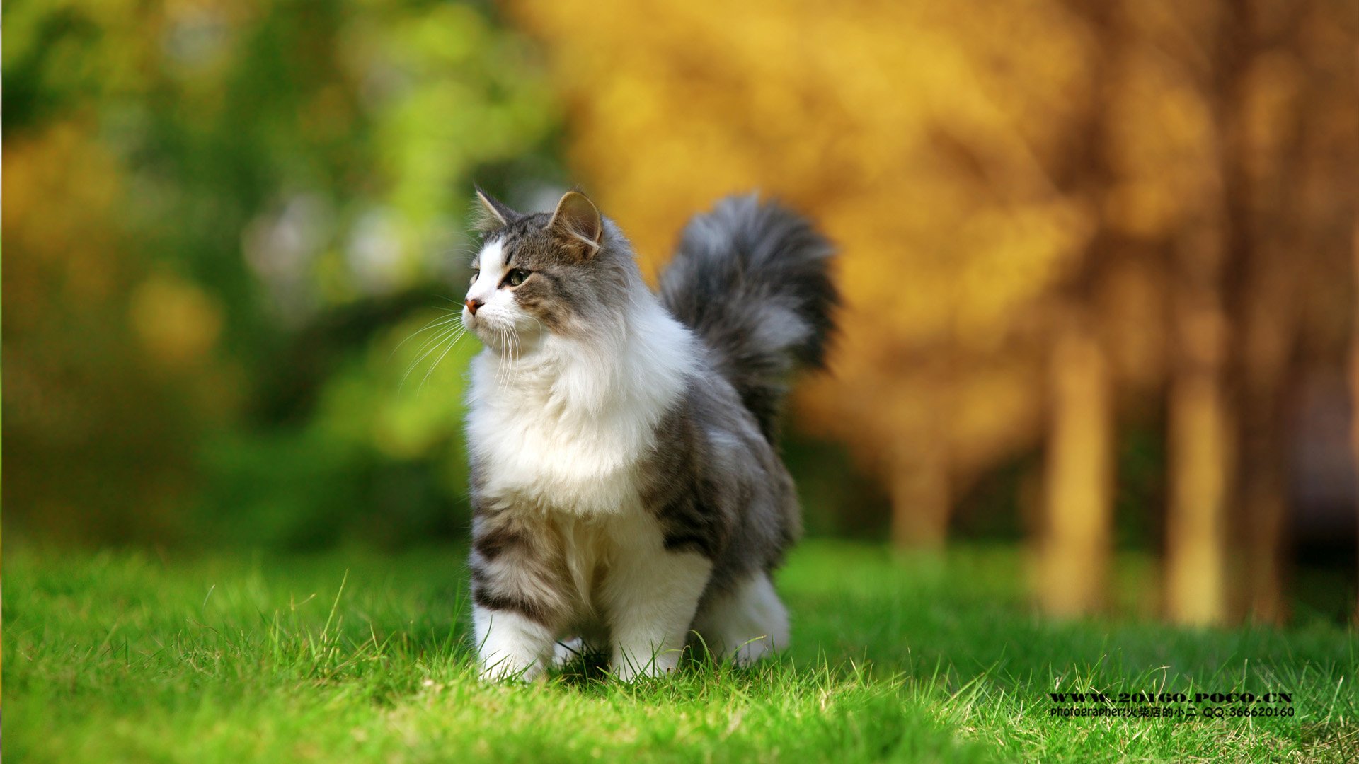 动物,古灵精怪,火柴宠摄,狗狗,汪星人,火柴摄影