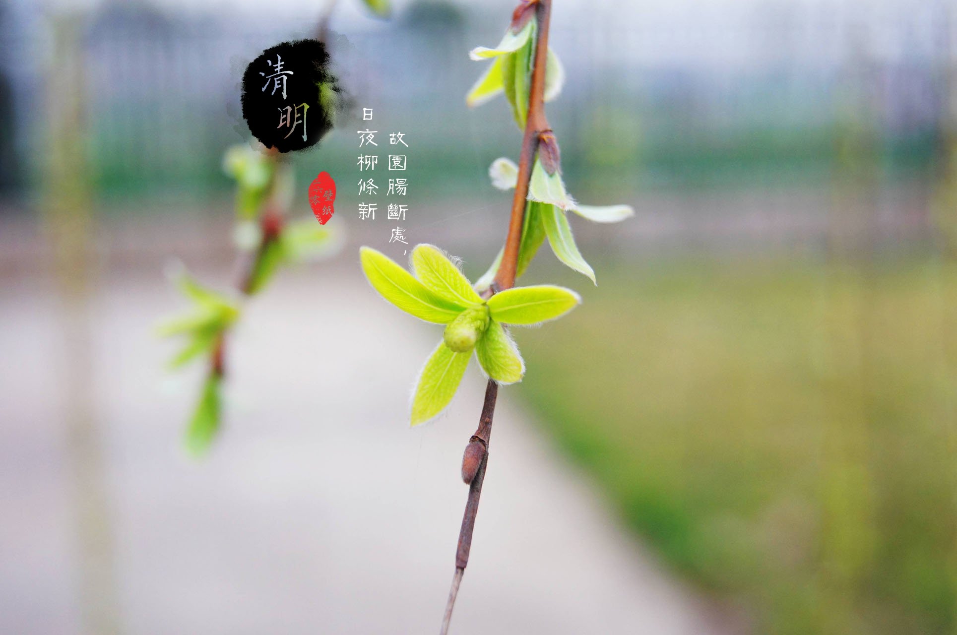 清明节,古风,古诗,诗句,意境,节气,24节气,二十四节气,@姑凉_你又瘦了