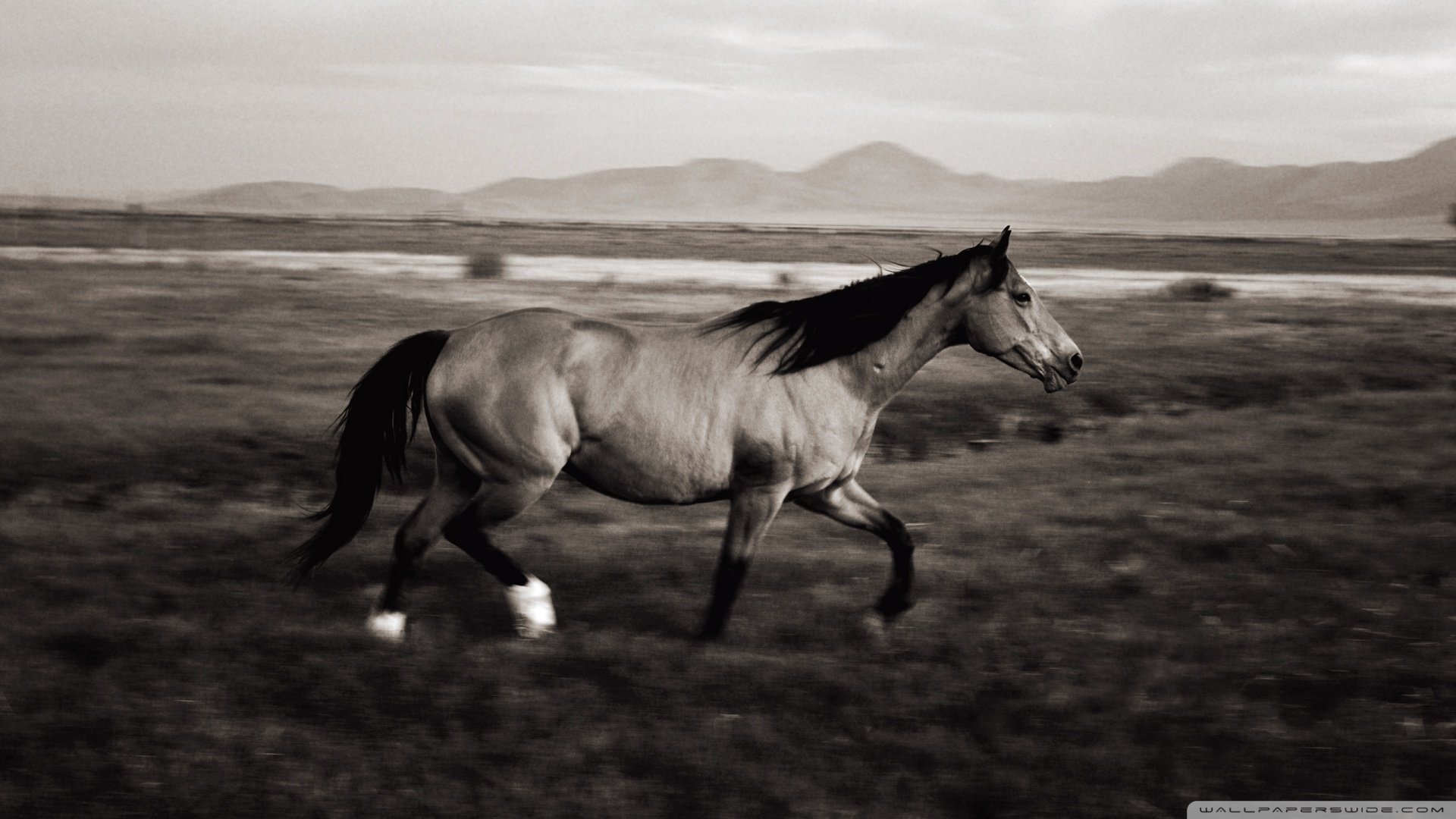 动物,野生动物,马,骏马