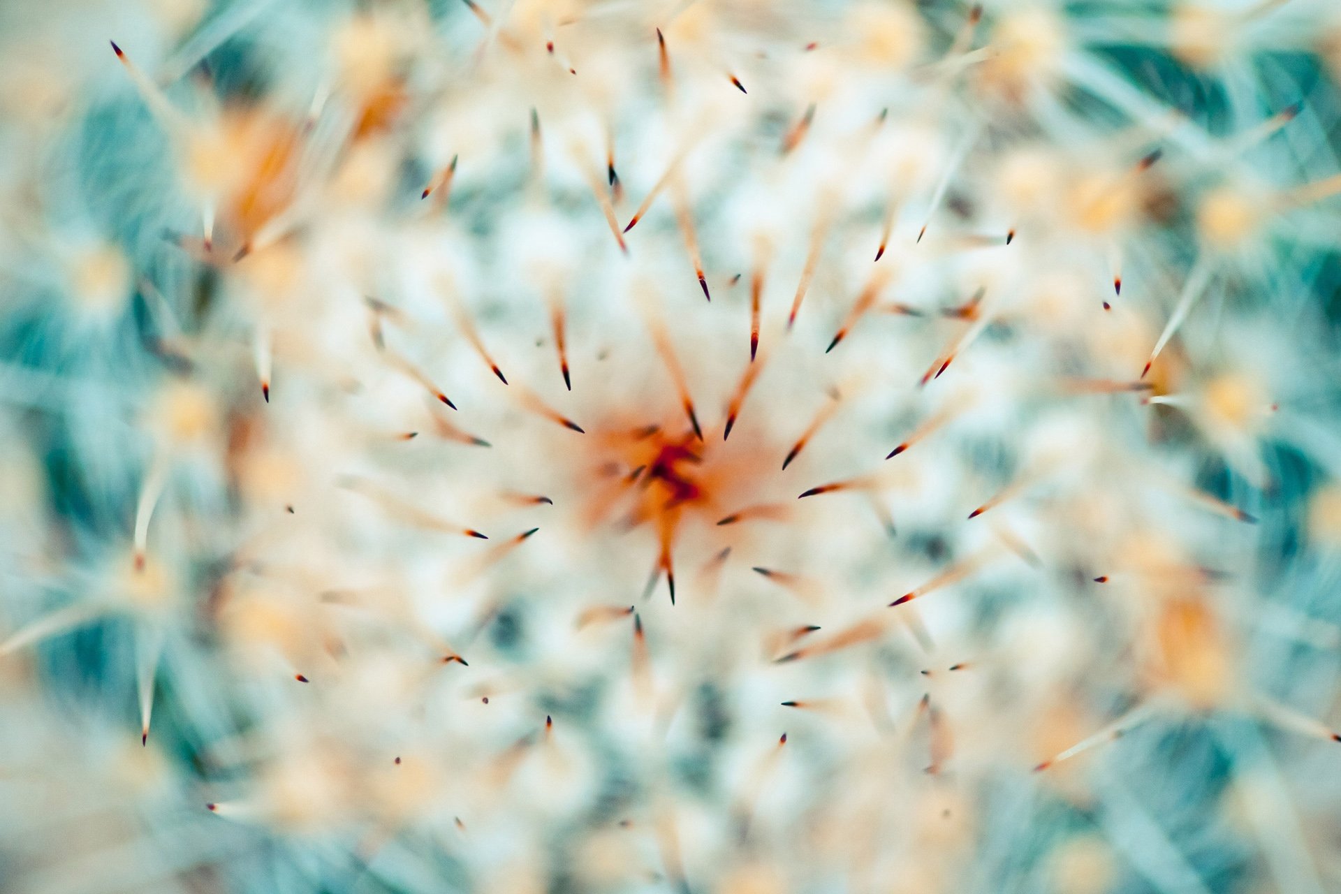 小清新,唯美,温馨,温暖,阳光,绿色养眼,自然,清新淡雅,花,春天,花团锦簇