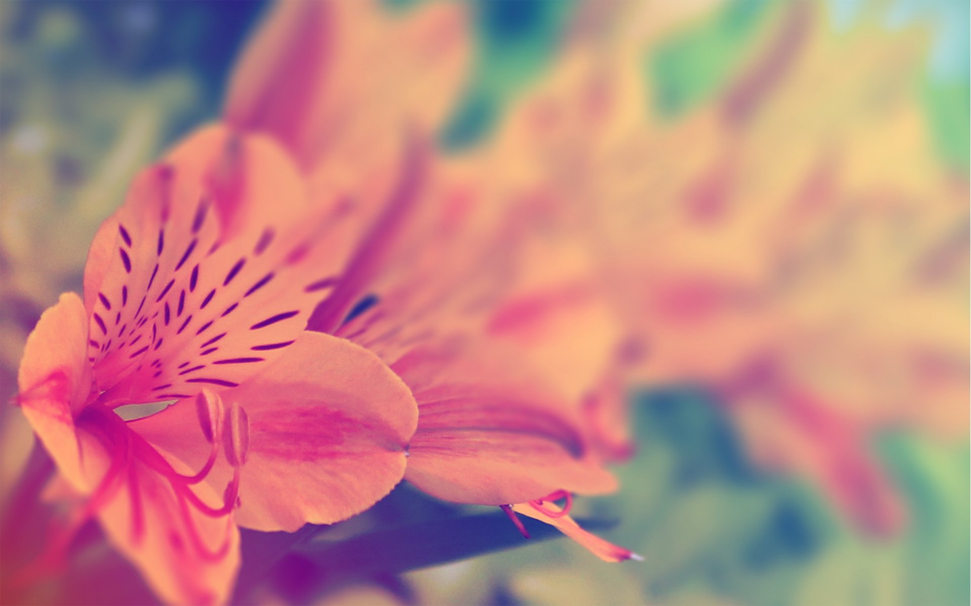 小清新,唯美,温馨,温暖,阳光,绿色养眼,自然,清新淡雅,花,春天,花团锦簇