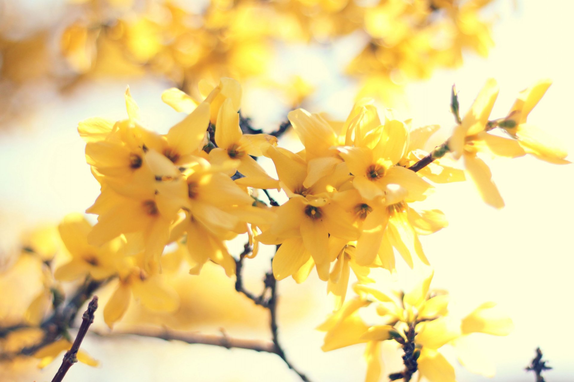 小清新,唯美,温馨,温暖,阳光,绿色养眼,自然,清新淡雅,花,春天,花团锦簇