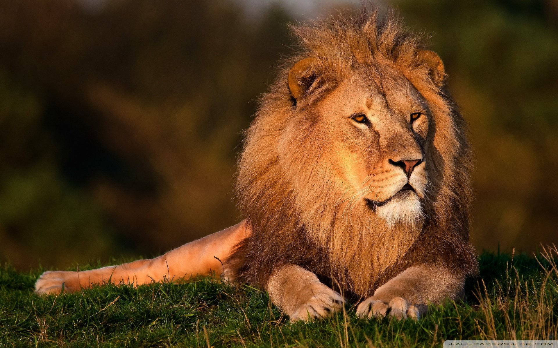 动物,野生动物,狮子