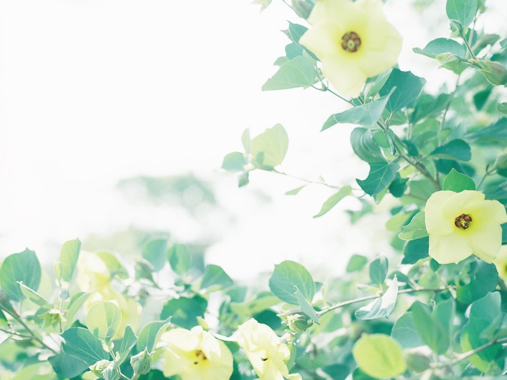 小清新,唯美,浪漫,温暖,温馨,干净,治愈系,慢生活,治愈,美好,花,春天,阳光,一场花开