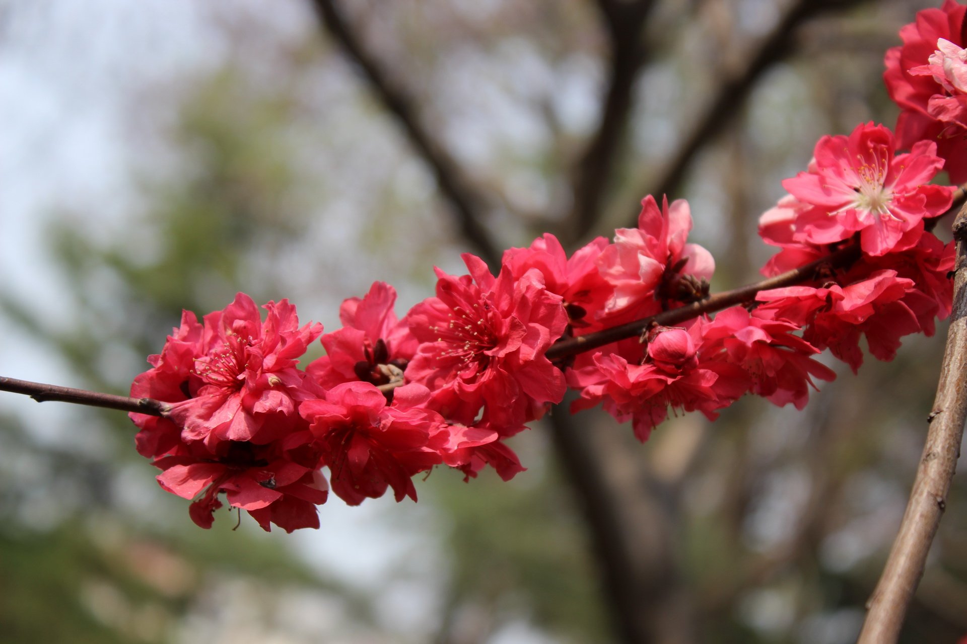 乙儒,风景,摄影,春天