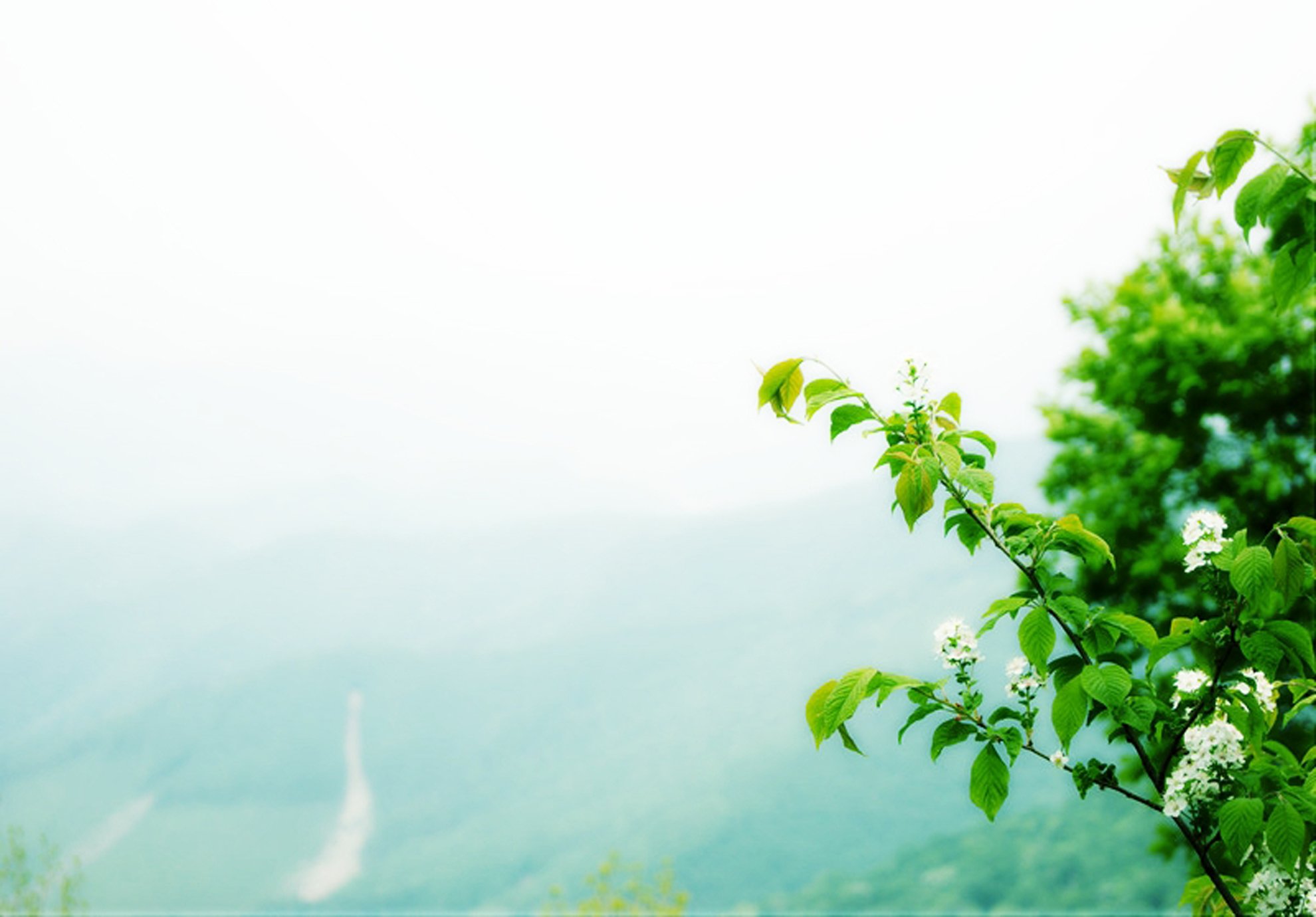 风景,摄影,清新,花,绿色养眼,雨后