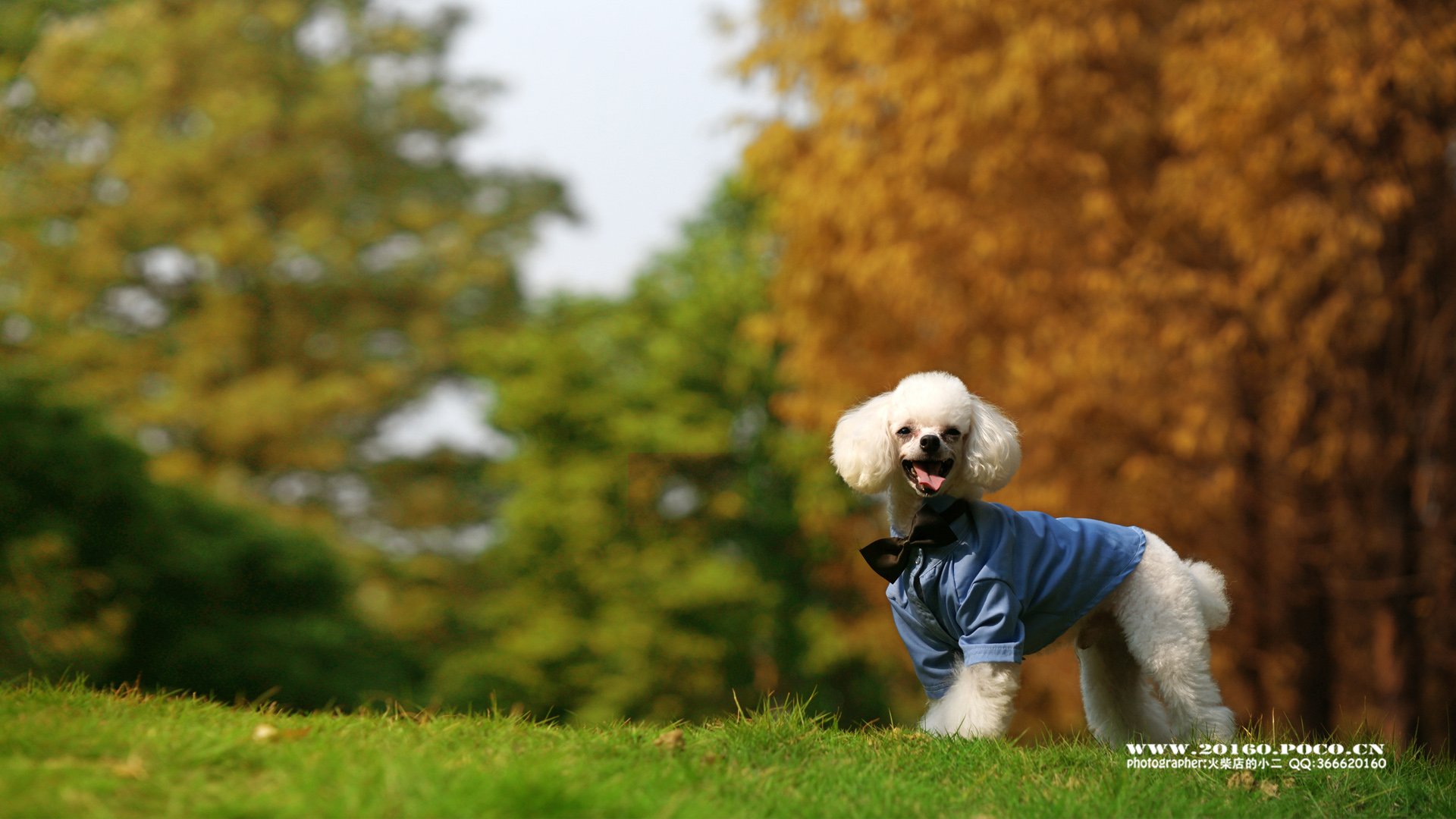 动物,古灵精怪,火柴宠摄,狗狗,汪星人,火柴摄影