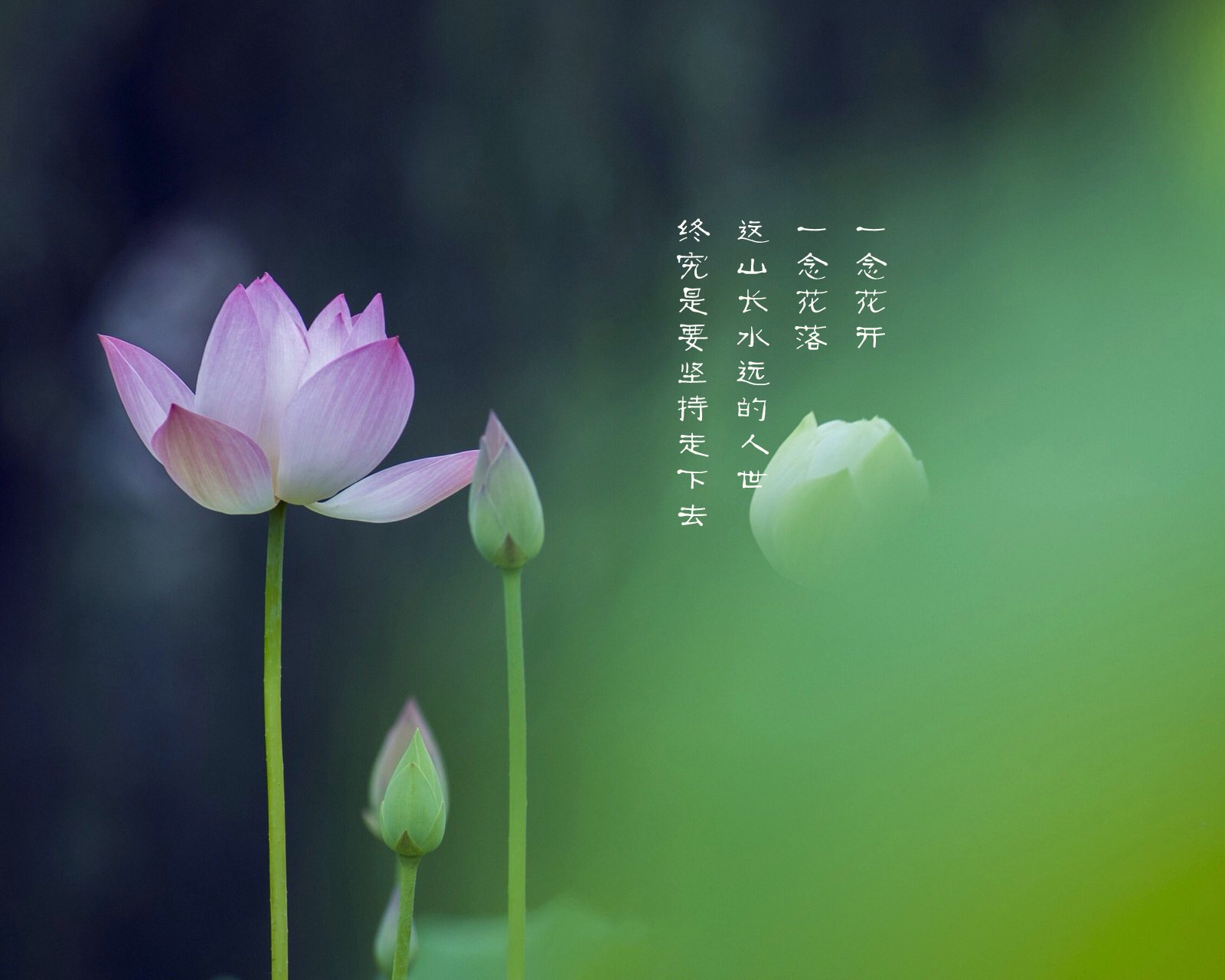 情感,温馨,文字控,心事,治愈,荷花