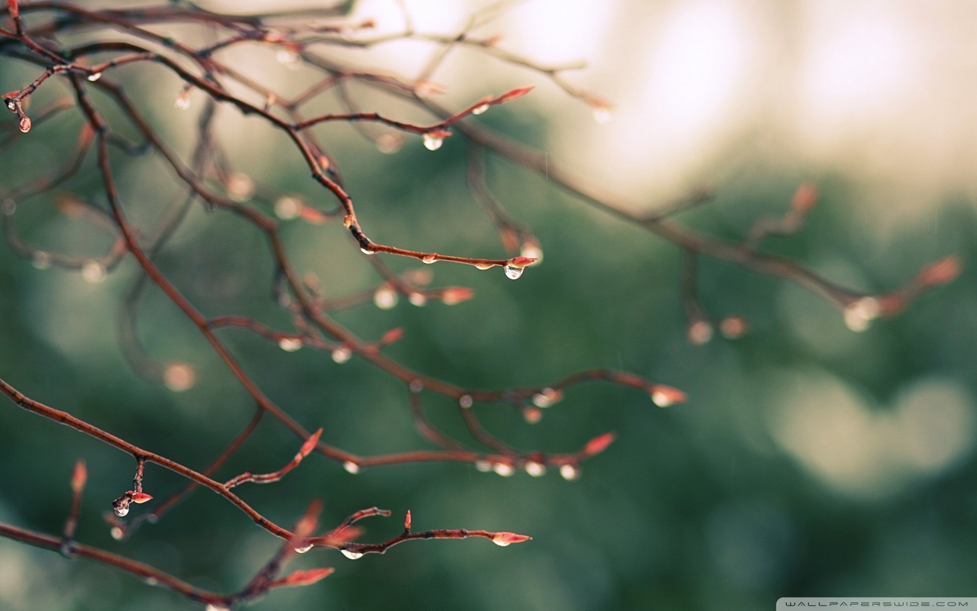 自然,风光,风景,春意盎然,春天,唯美,水珠,露珠