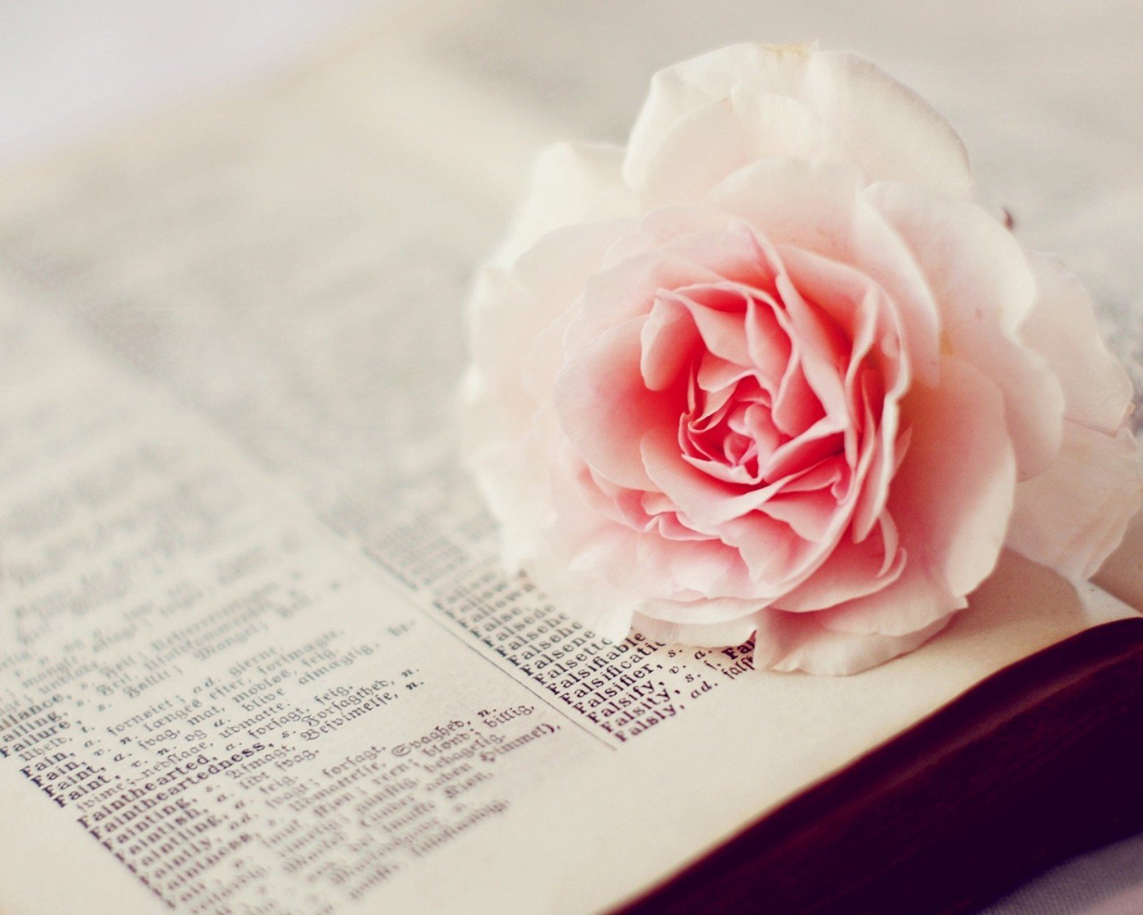 小清新,清新,唯美,物语,静物,治愈系,温暖,慢生活,花,书,玫瑰