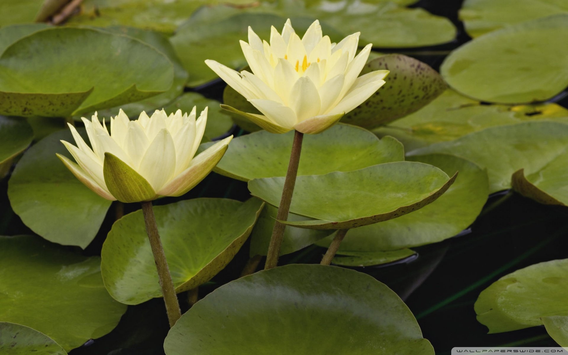 自然,风光,风景,春意盎然,春天,唯美,荷花,意境,安静