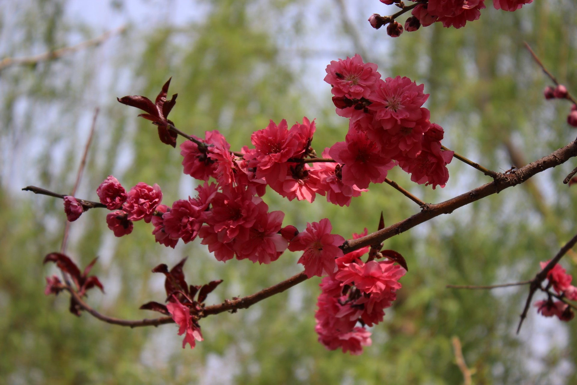 乙儒,风景,摄影,春天