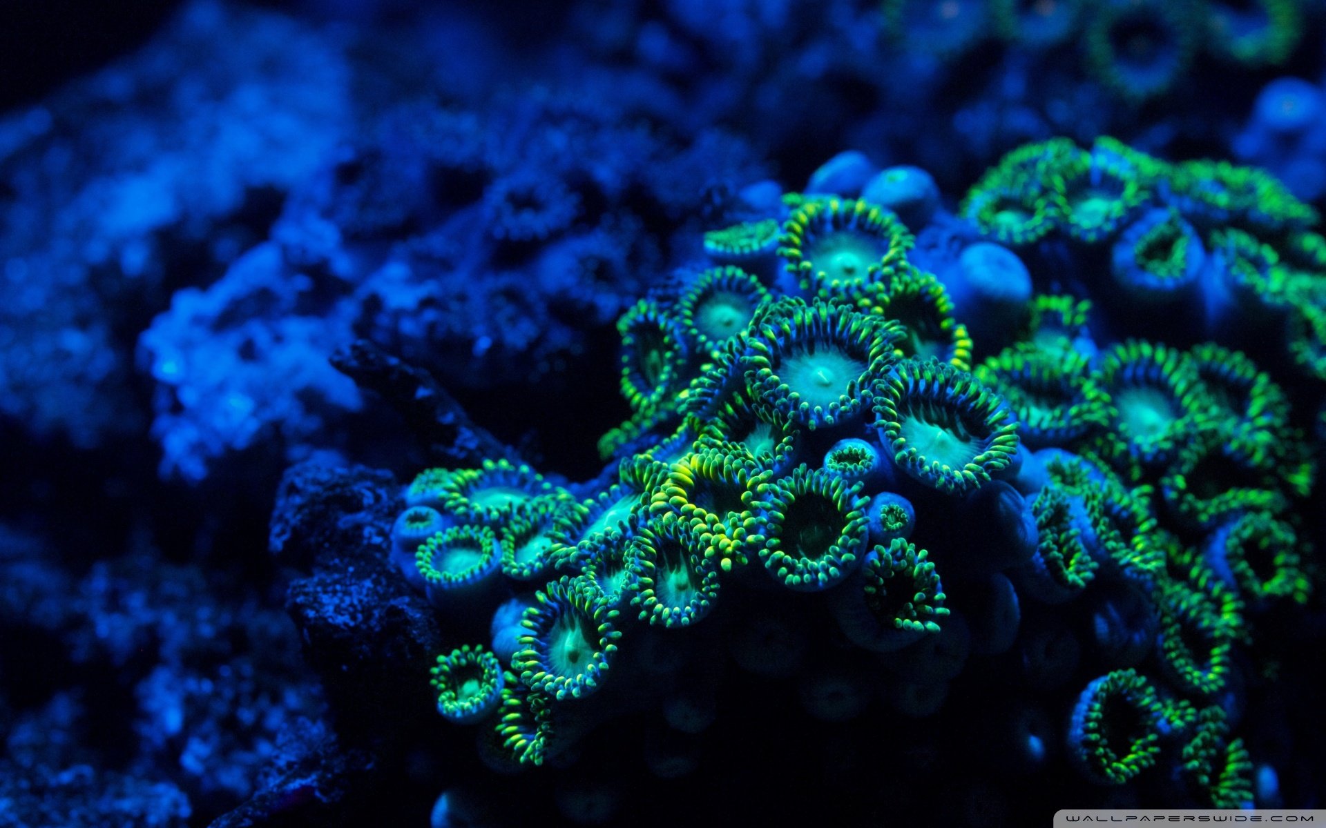 动物,野生动物,海洋天堂,海底世界,鱼