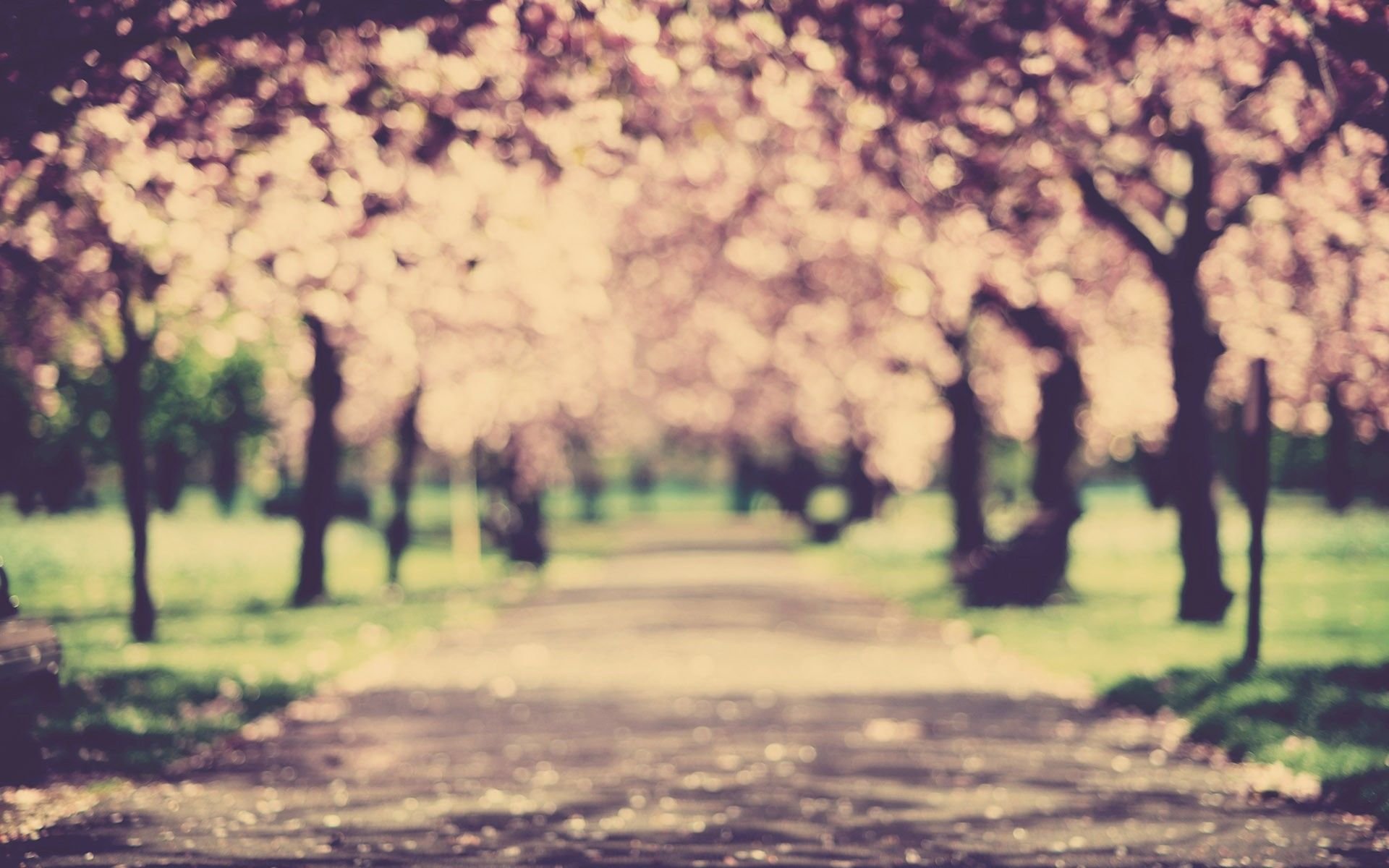 自然,风光,风景,春意盎然,春天,唯美,花,树,浪漫,樱花,粉色,温暖