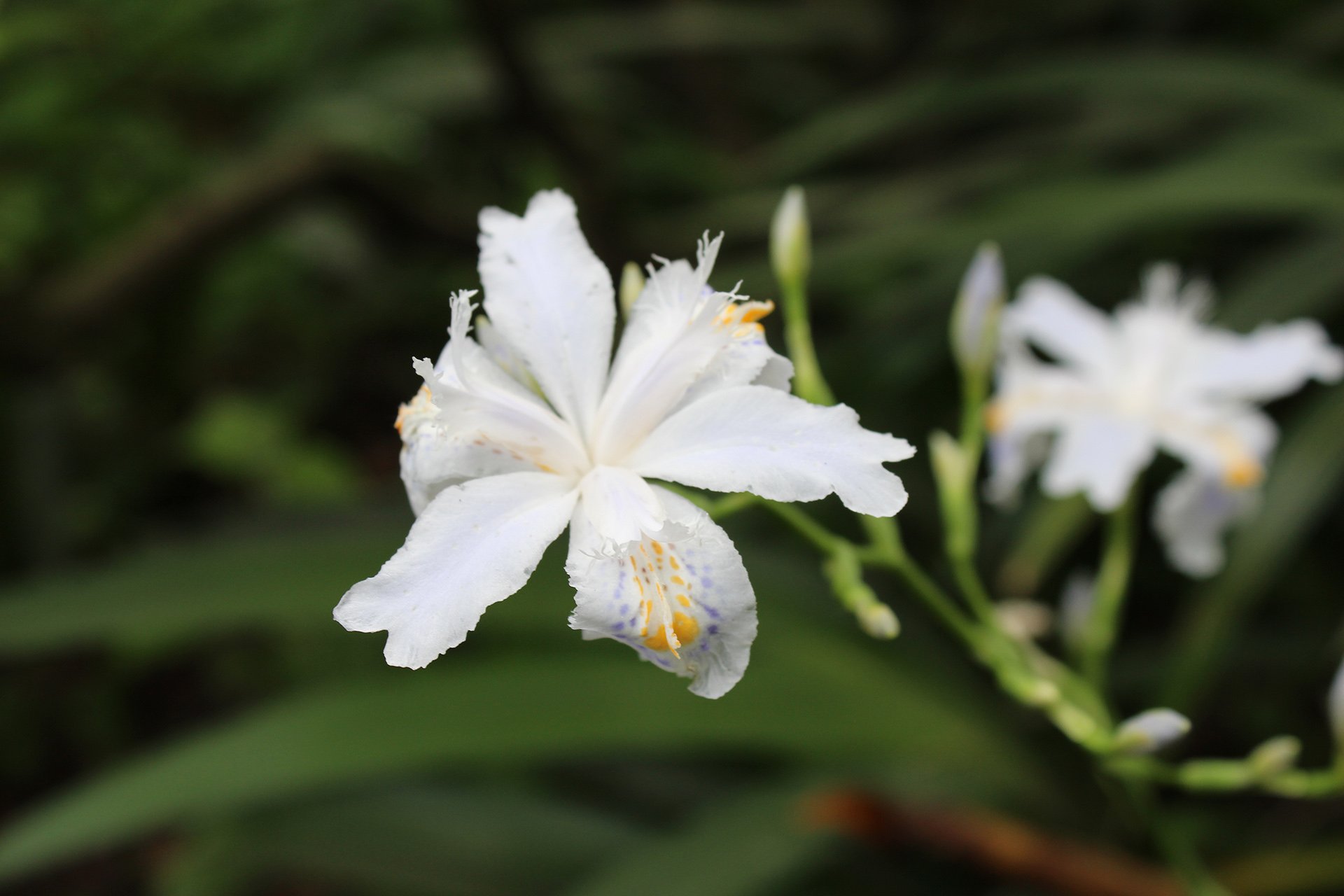 摄影,植物,花卉