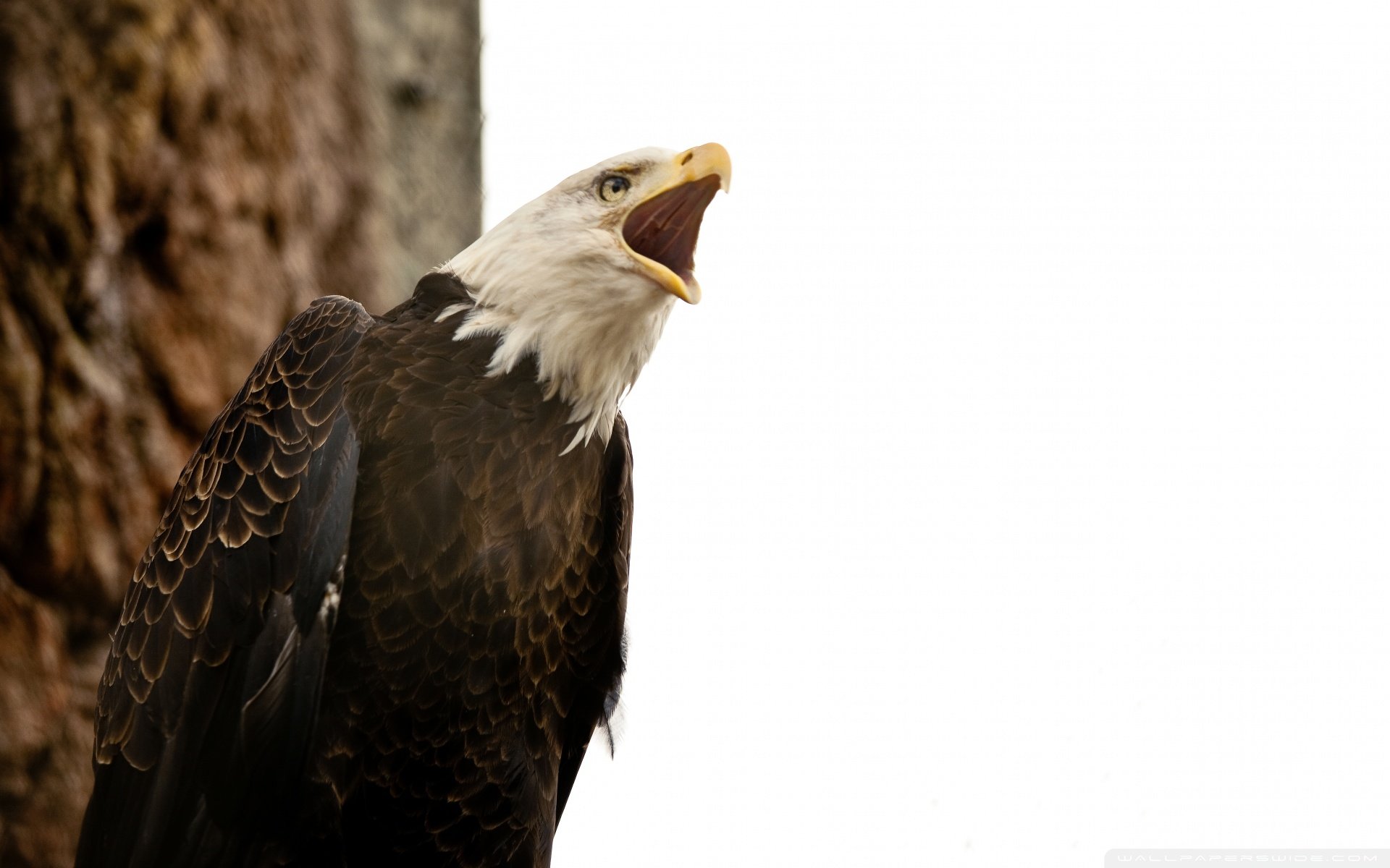 动物,野生动物,飞禽,鸟,飞翔,猫头鹰