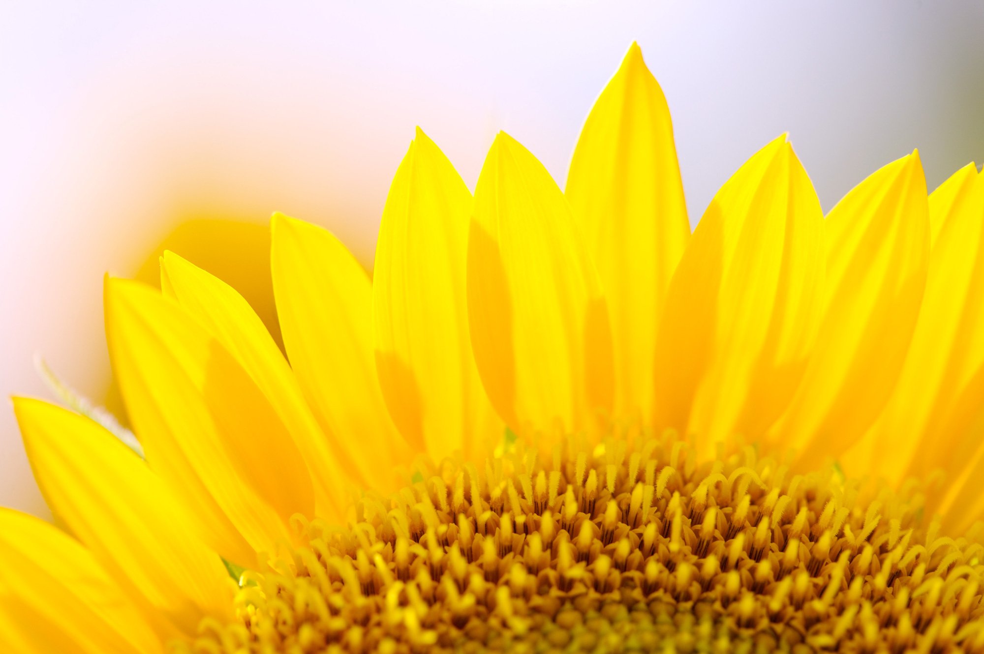 小清新,唯美,温馨,温暖,阳光,绿色养眼,自然,清新淡雅,花,春天,花团锦簇,向日葵