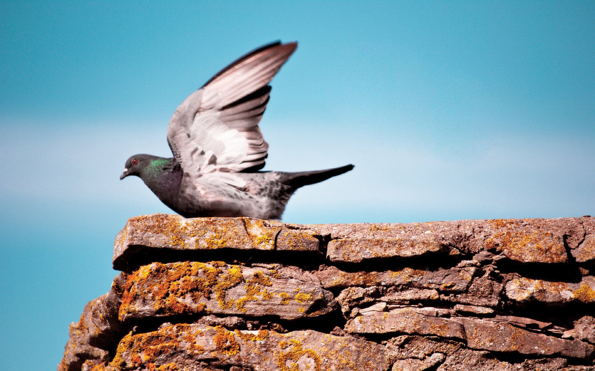 小清新,唯美,温馨,温暖,阳光,治愈系,安静,生活,慢生活,清新淡雅,温馨一刻,鸽子,飞翔,天空