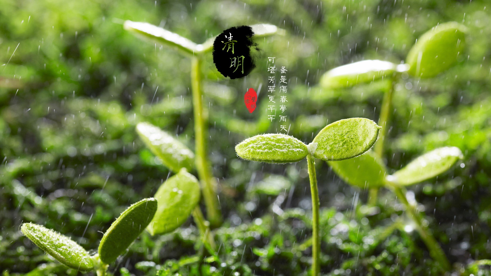 清明节,古风,古诗,诗句,意境,节气,24节气,二十四节气