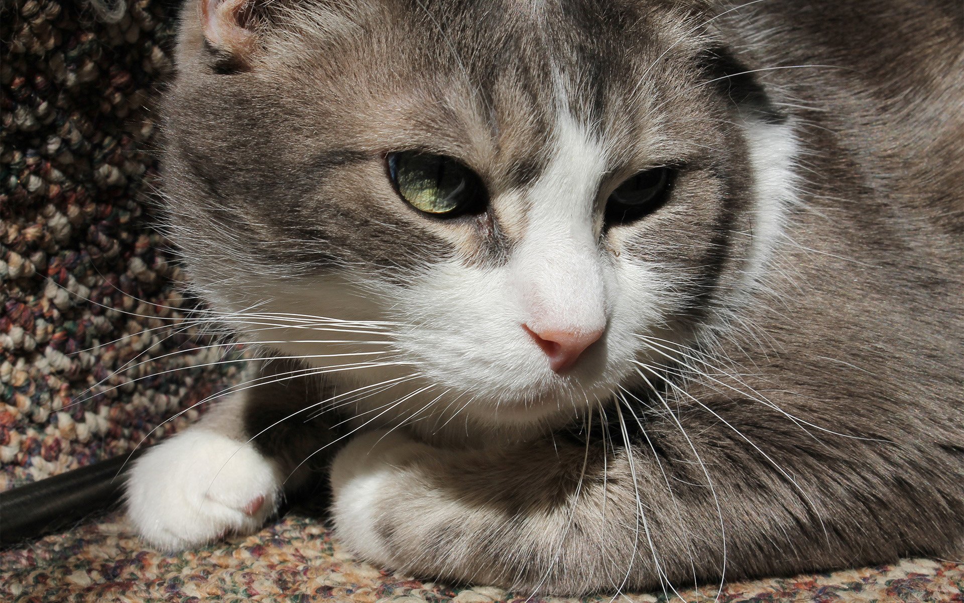 动物,古灵精怪,喵星人,猫,可爱,萌