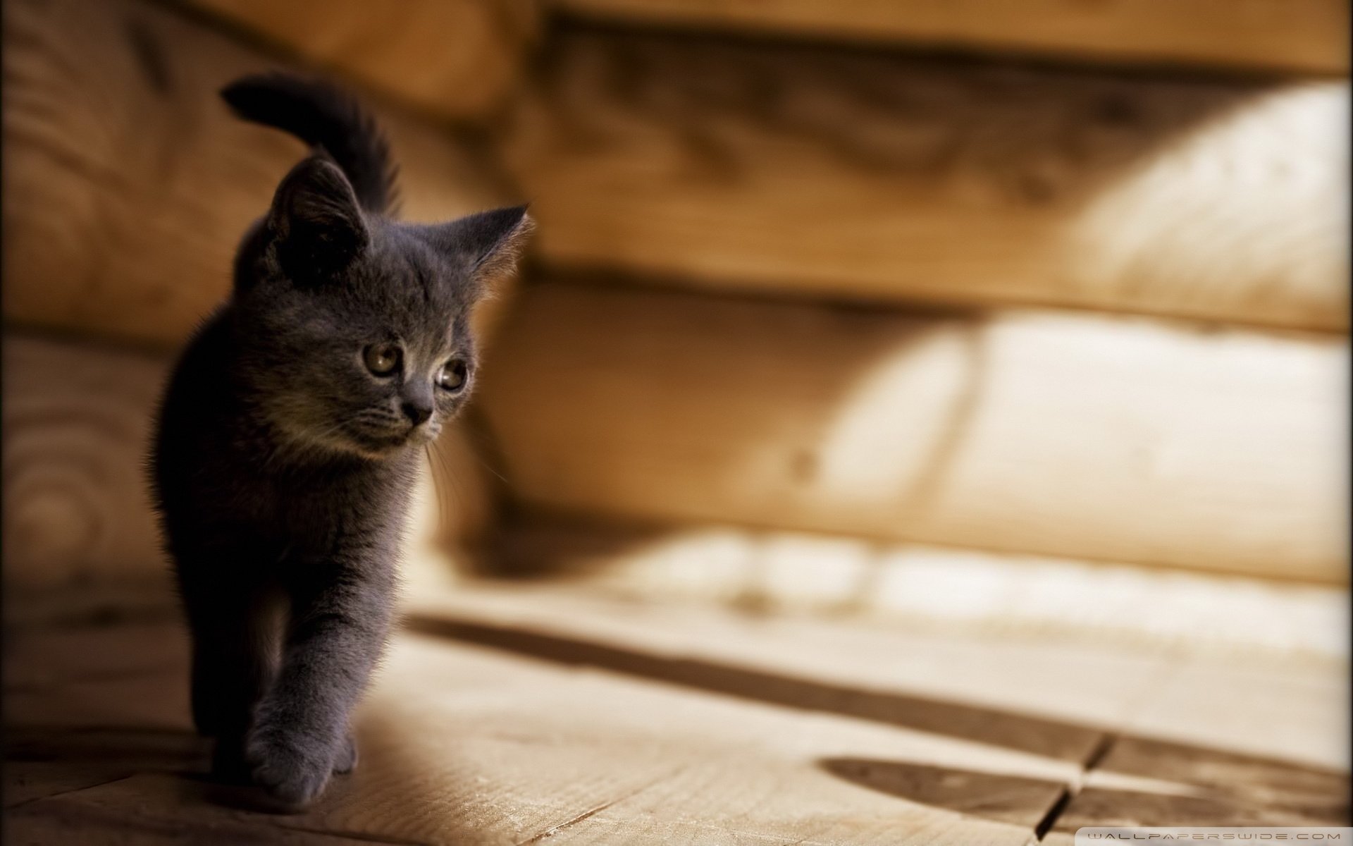 动物,古灵精怪,喵星人,猫,可爱,萌