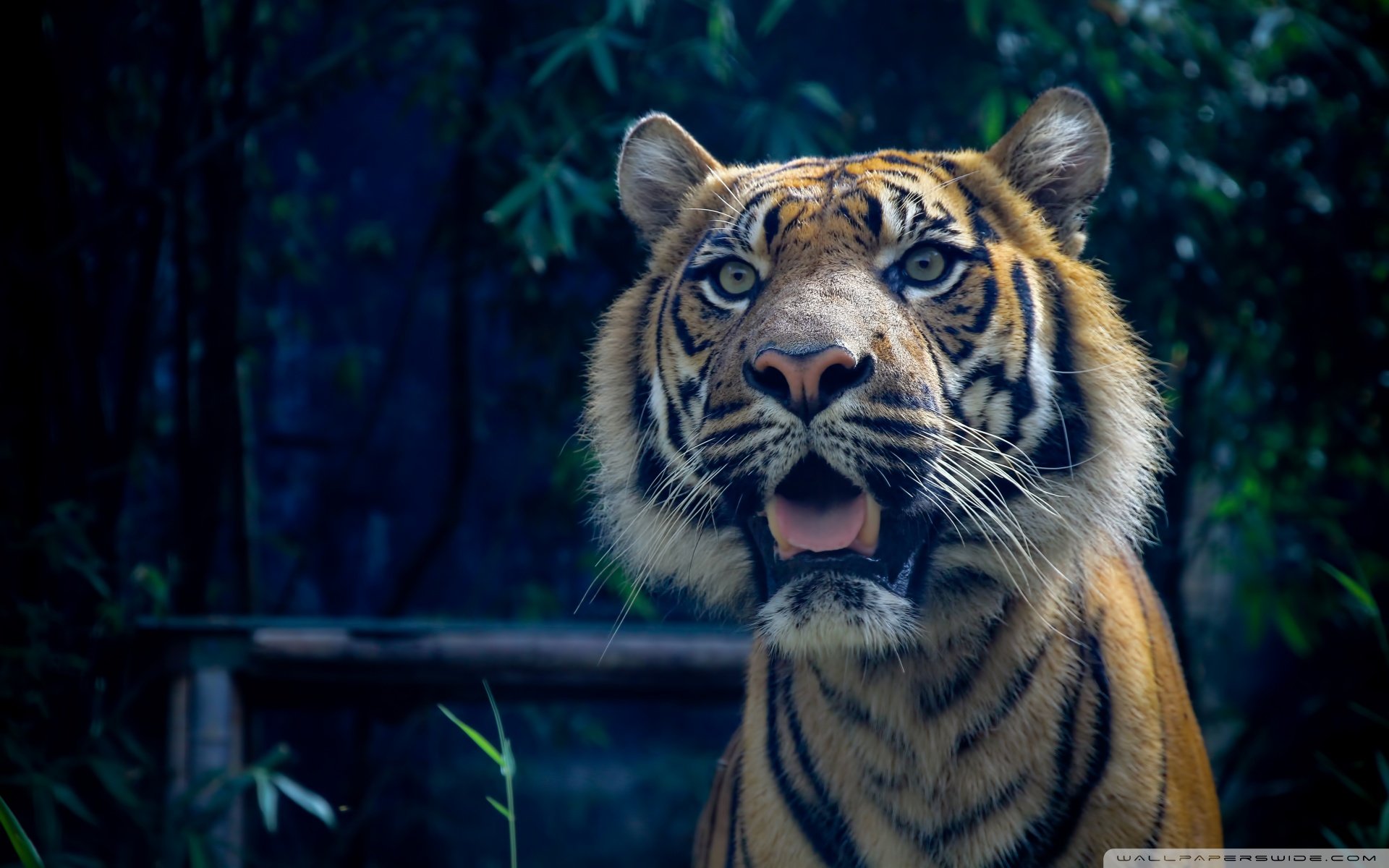 动物,野生动物,老虎