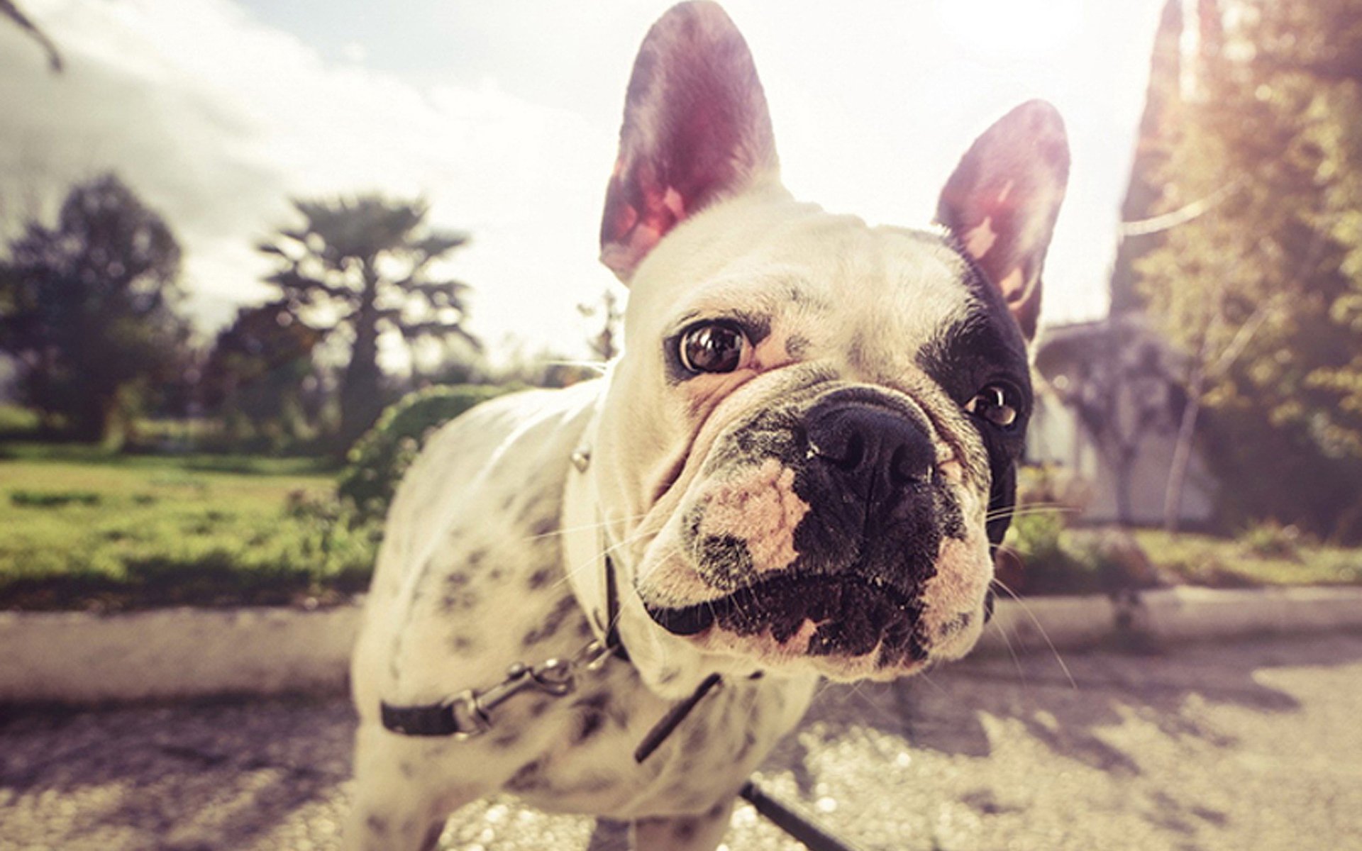 动物,古灵精怪,狗,汪星人,可爱,萌,卖萌图