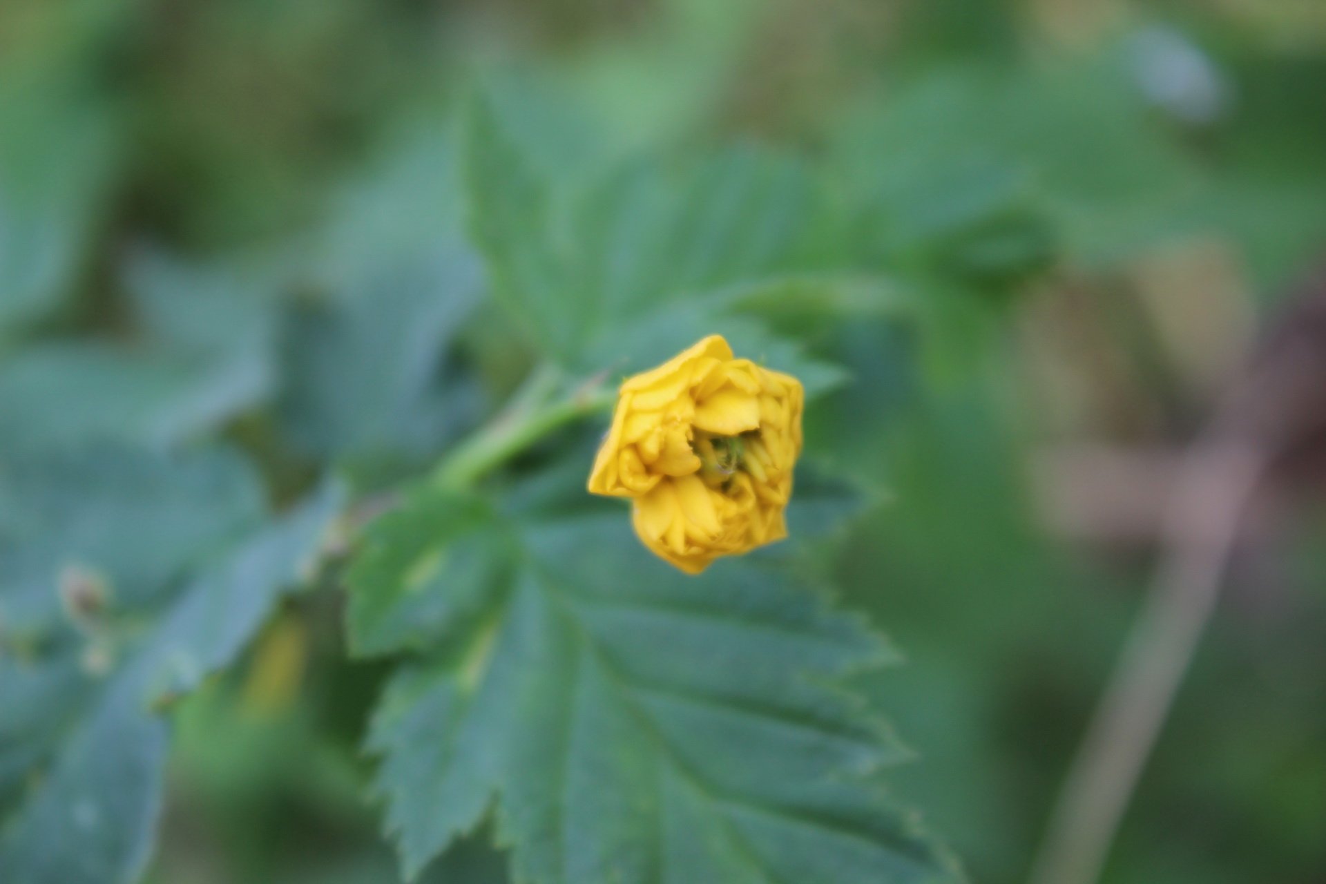 乙儒,风景,摄影,春天