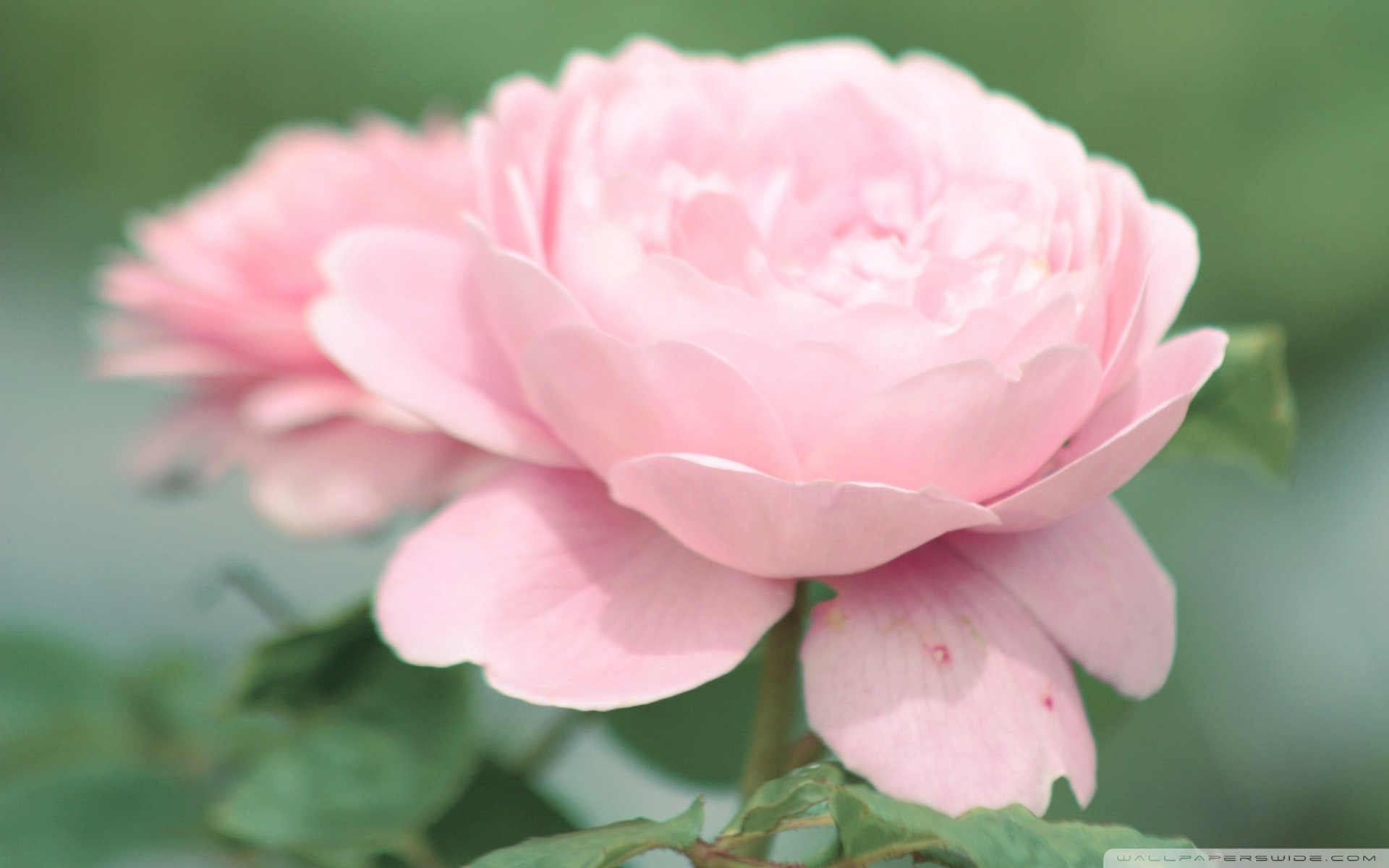 小清新,唯美,温馨,温暖,阳光,治愈系,安静,生活,慢生活,花朵,娇艳欲滴,粉色