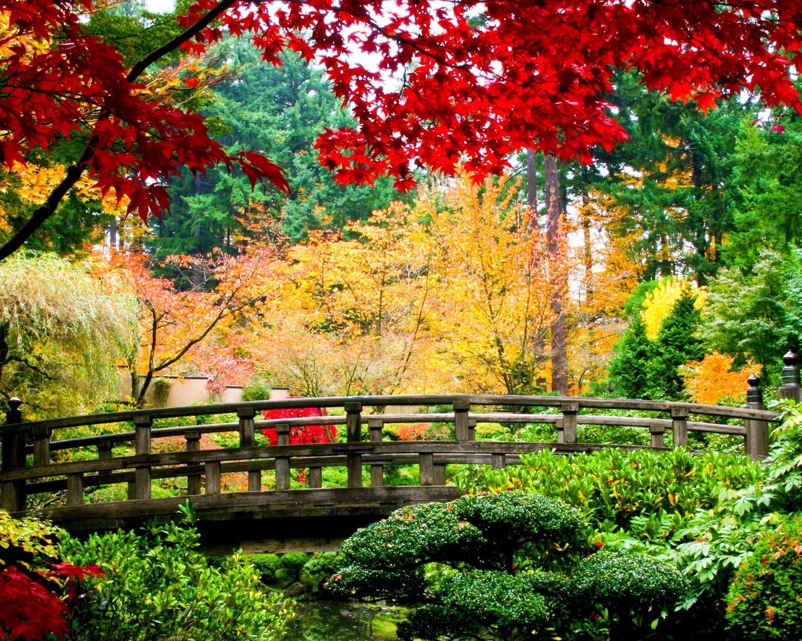 风景,自然,风光,森林,桥,绿色,植物