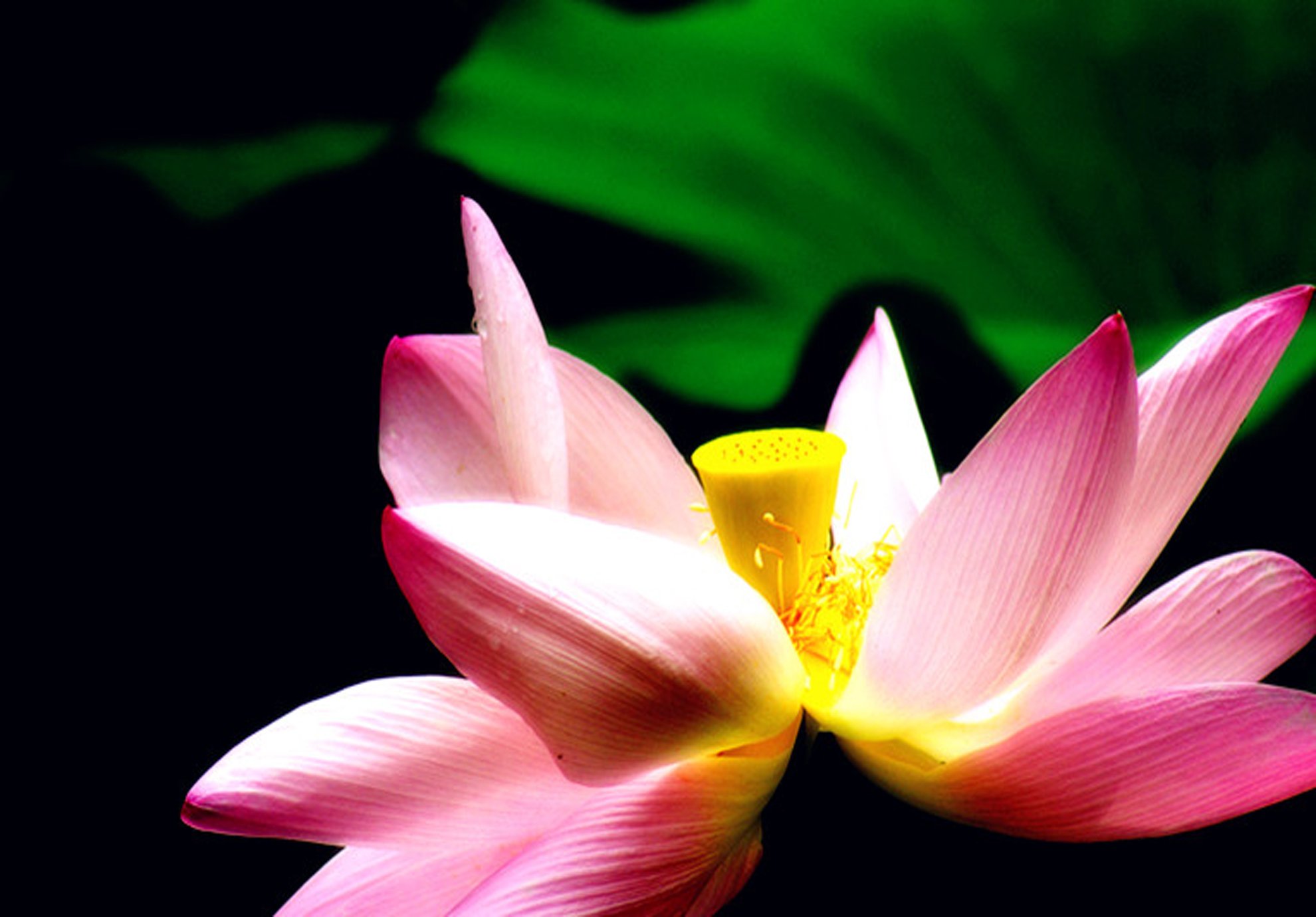 风景,摄影,清新,花,荷花
