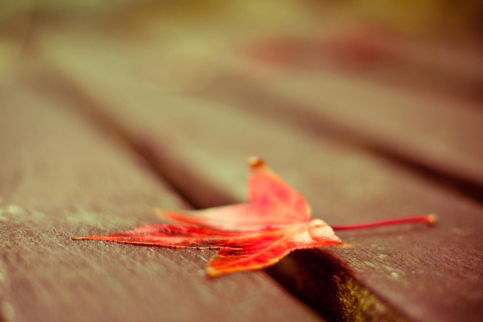 小清新,唯美,温馨,温暖,阳光,绿色养眼,自然,清新淡雅,花,春天,花团锦簇