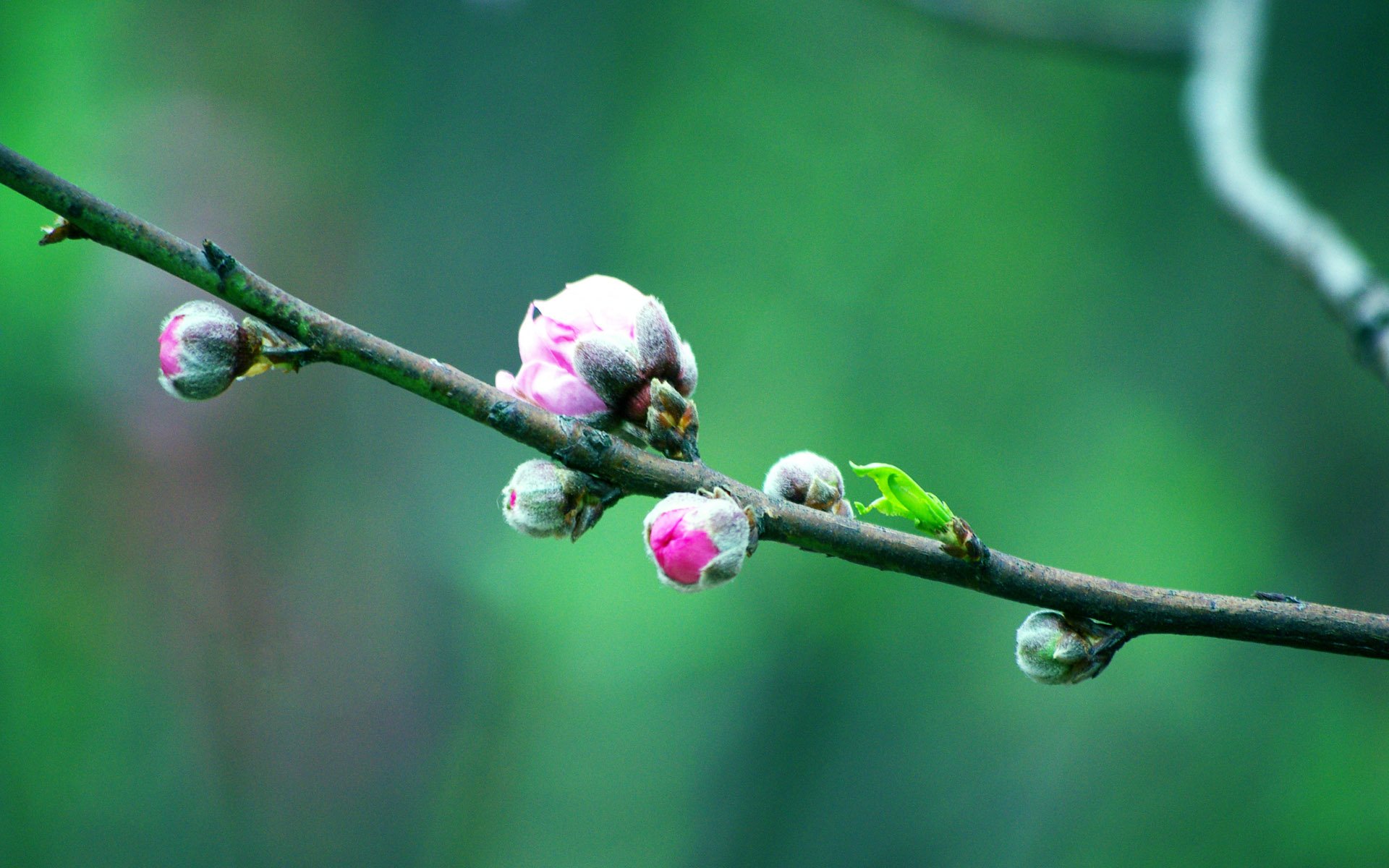 自然,风光,风景,春意盎然,春天,唯美,花,开放,露珠,娇艳欲滴