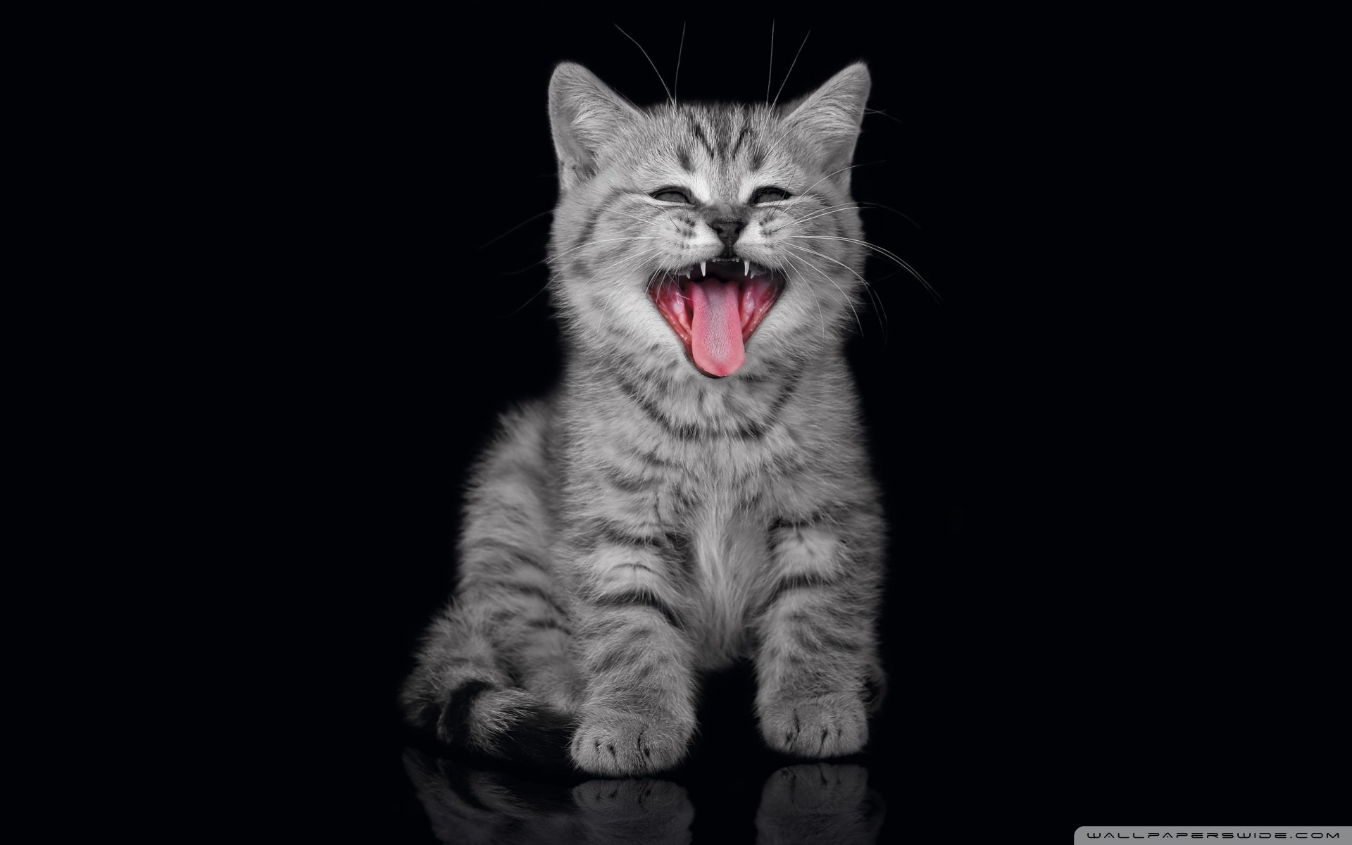 动物,古灵精怪,喵星人,猫,可爱,萌