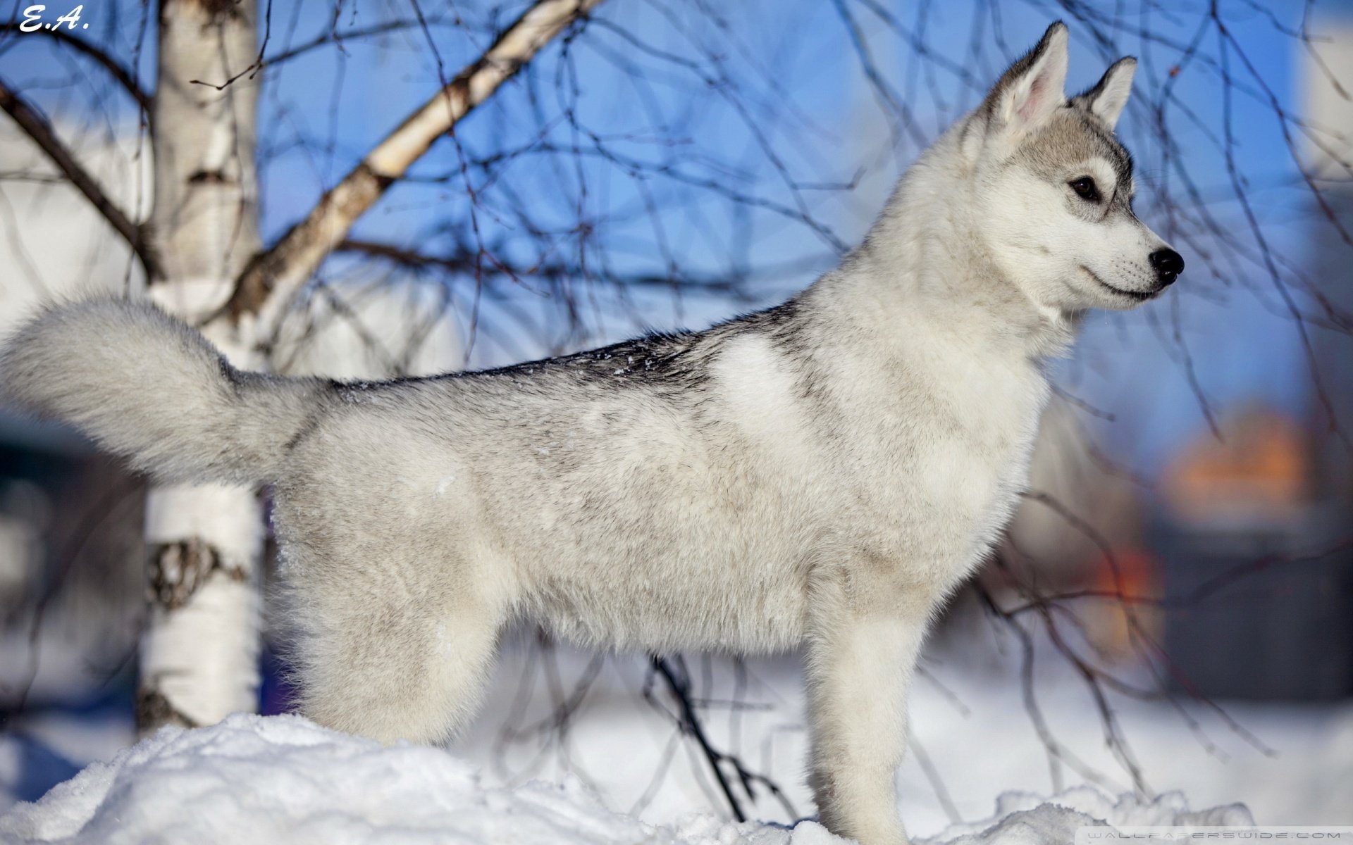 动物,野生动物,狼,雪狼