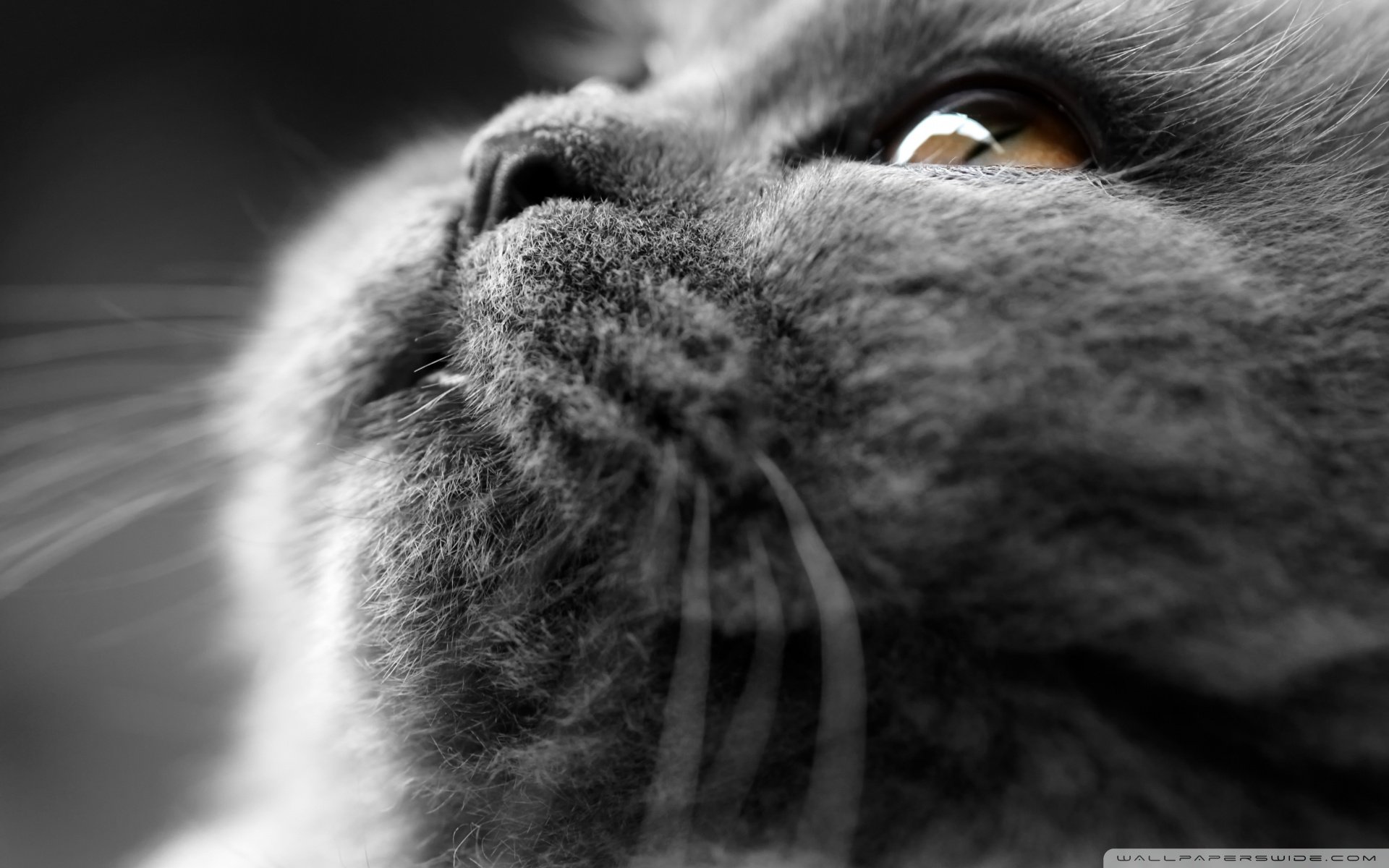 动物,古灵精怪,喵星人,猫,可爱,萌