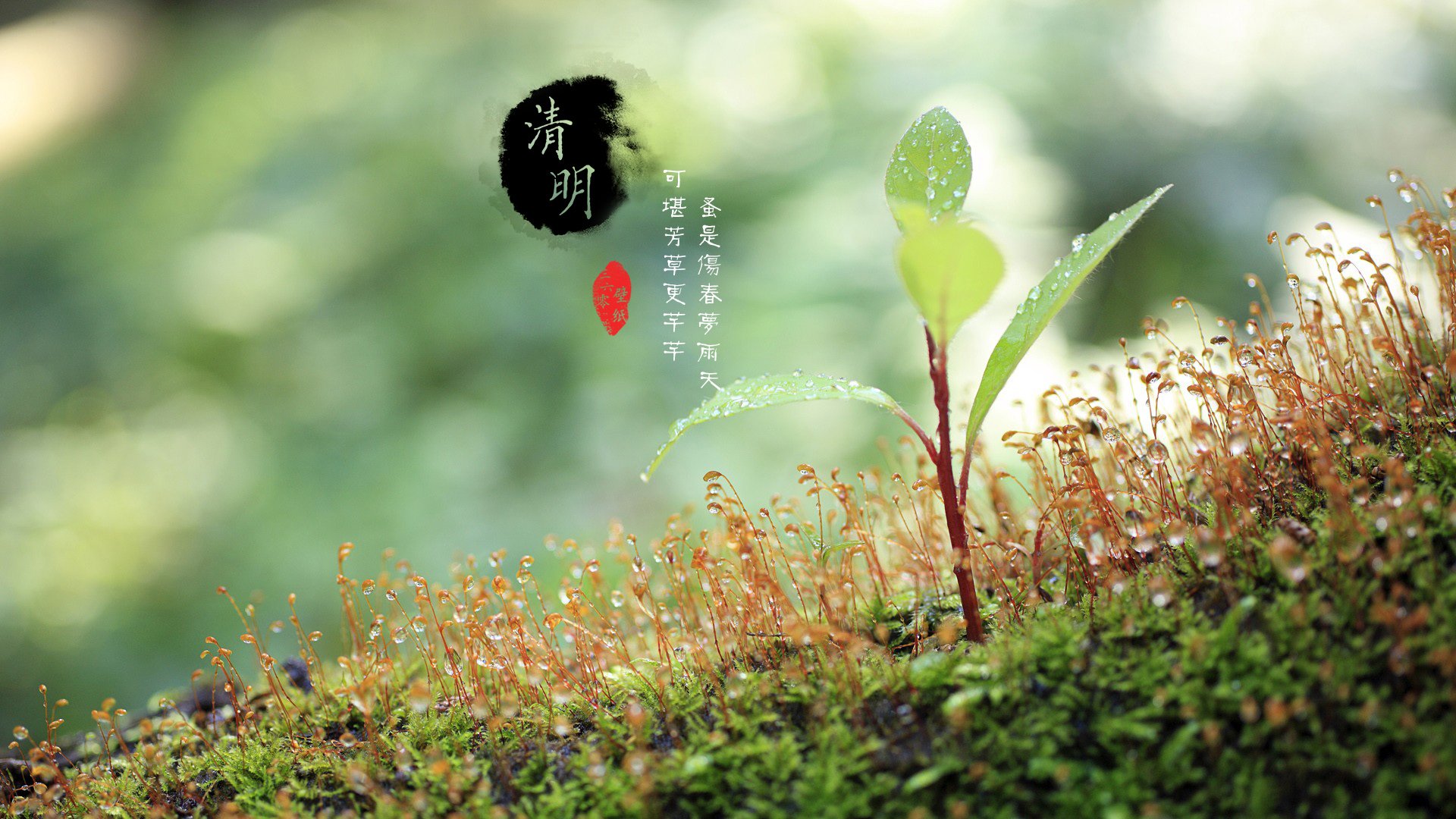 清明节,古风,古诗,诗句,意境,节气,24节气,二十四节气,@姑凉_你又瘦了