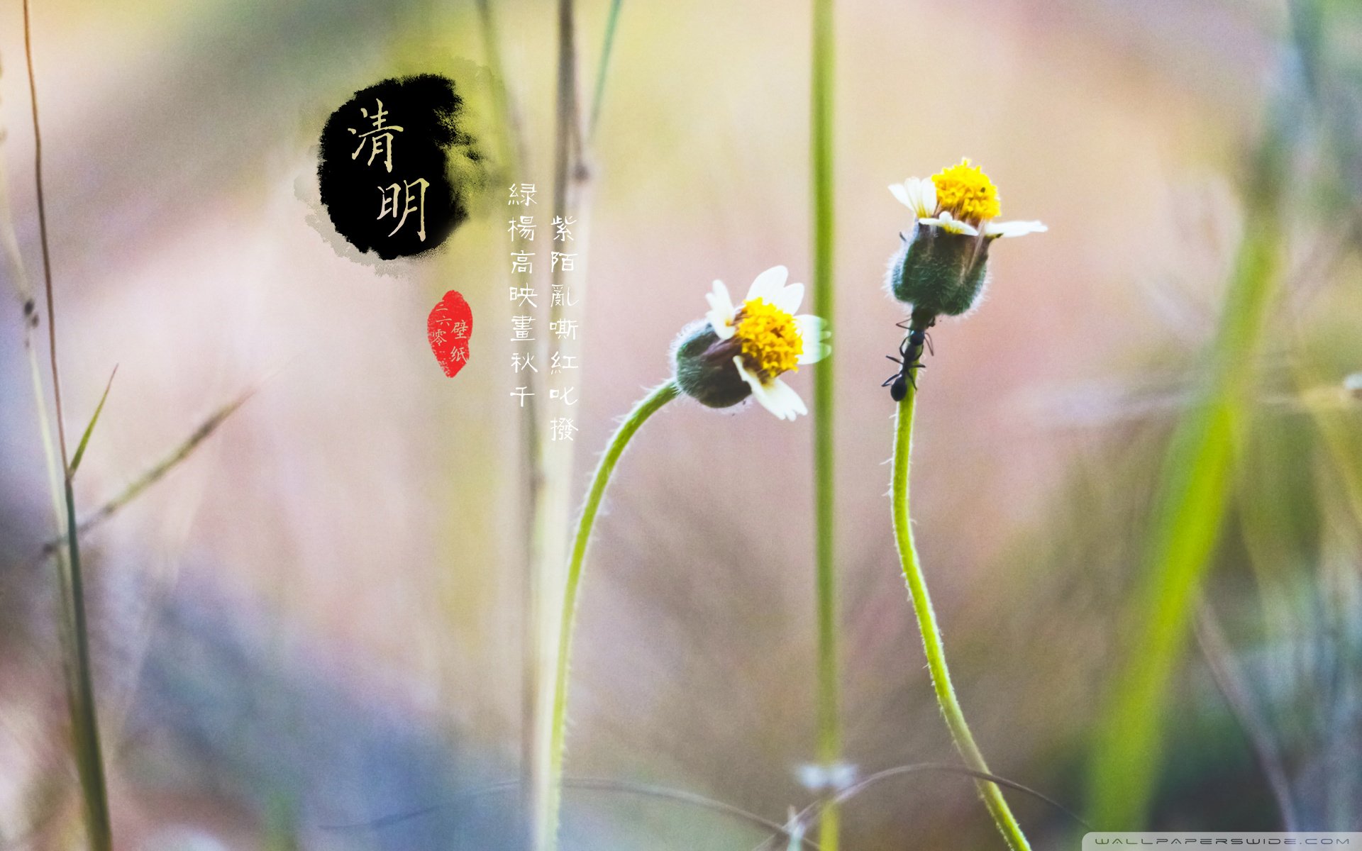 清明节,古风,古诗,诗句,意境,节气,24节气,二十四节气,@姑凉_你又瘦了