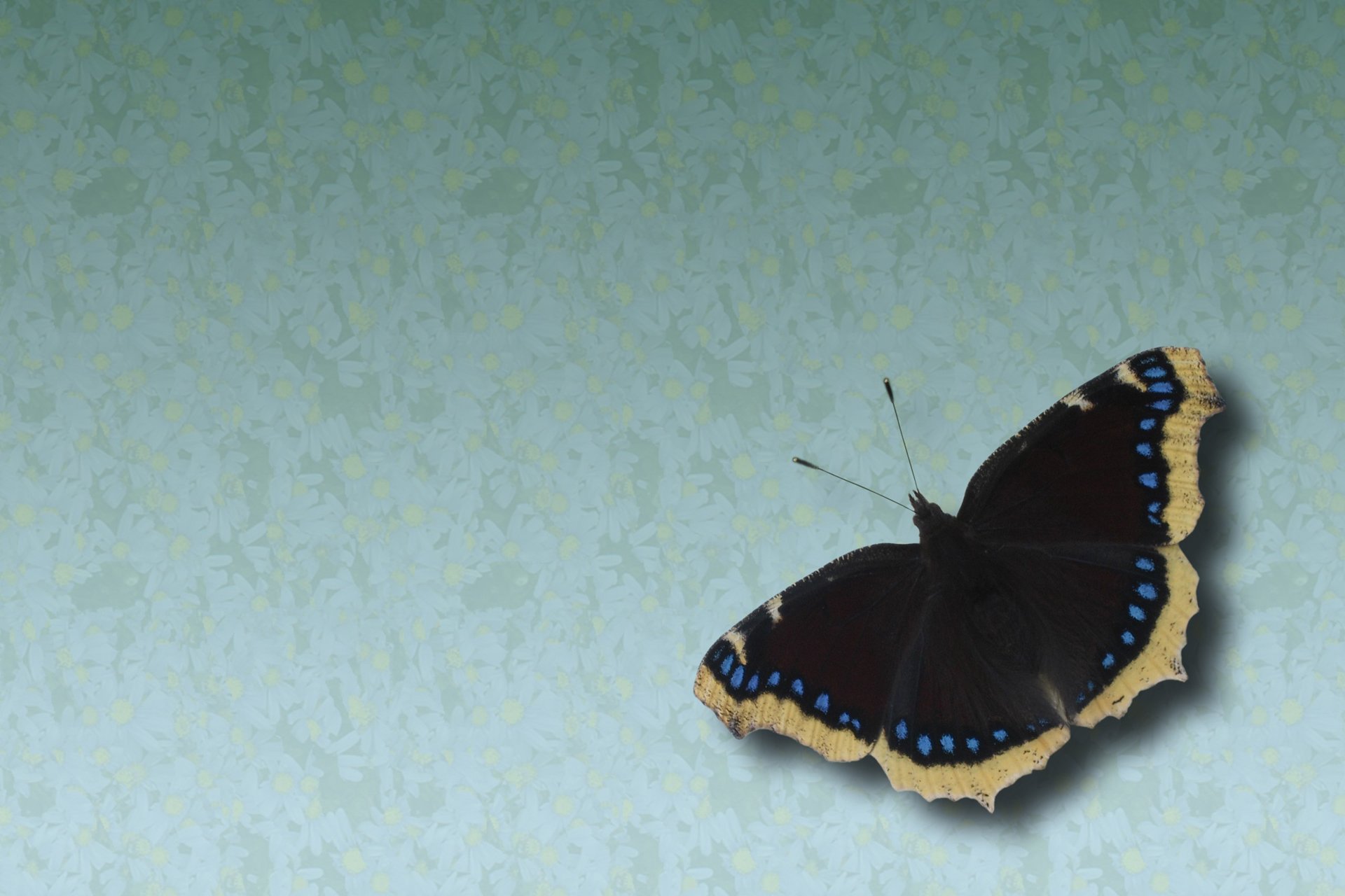 动物,野生动物,蝴蝶,自然,春天