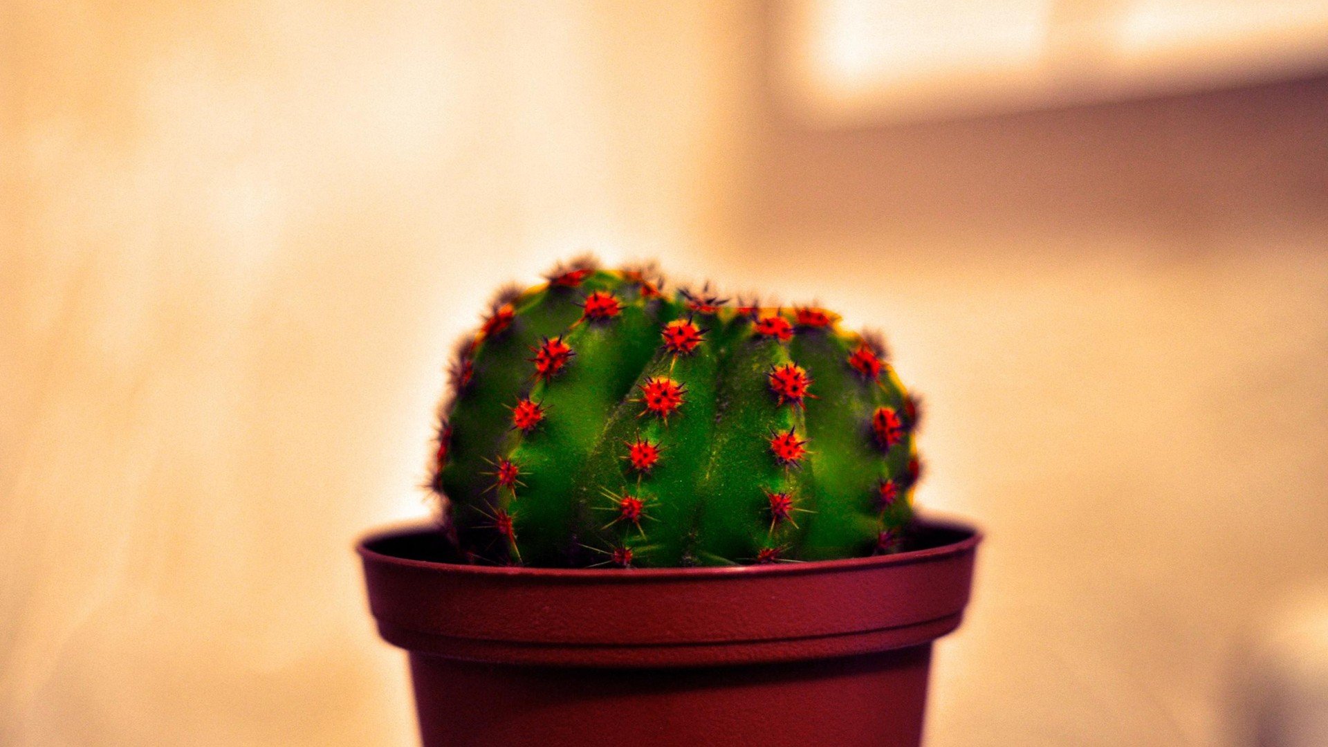 小清新,唯美,温馨,温暖,阳光,治愈系,安静,生活,慢生活,清新淡雅,温馨一刻,静物写真,物语,仙人球,花盆