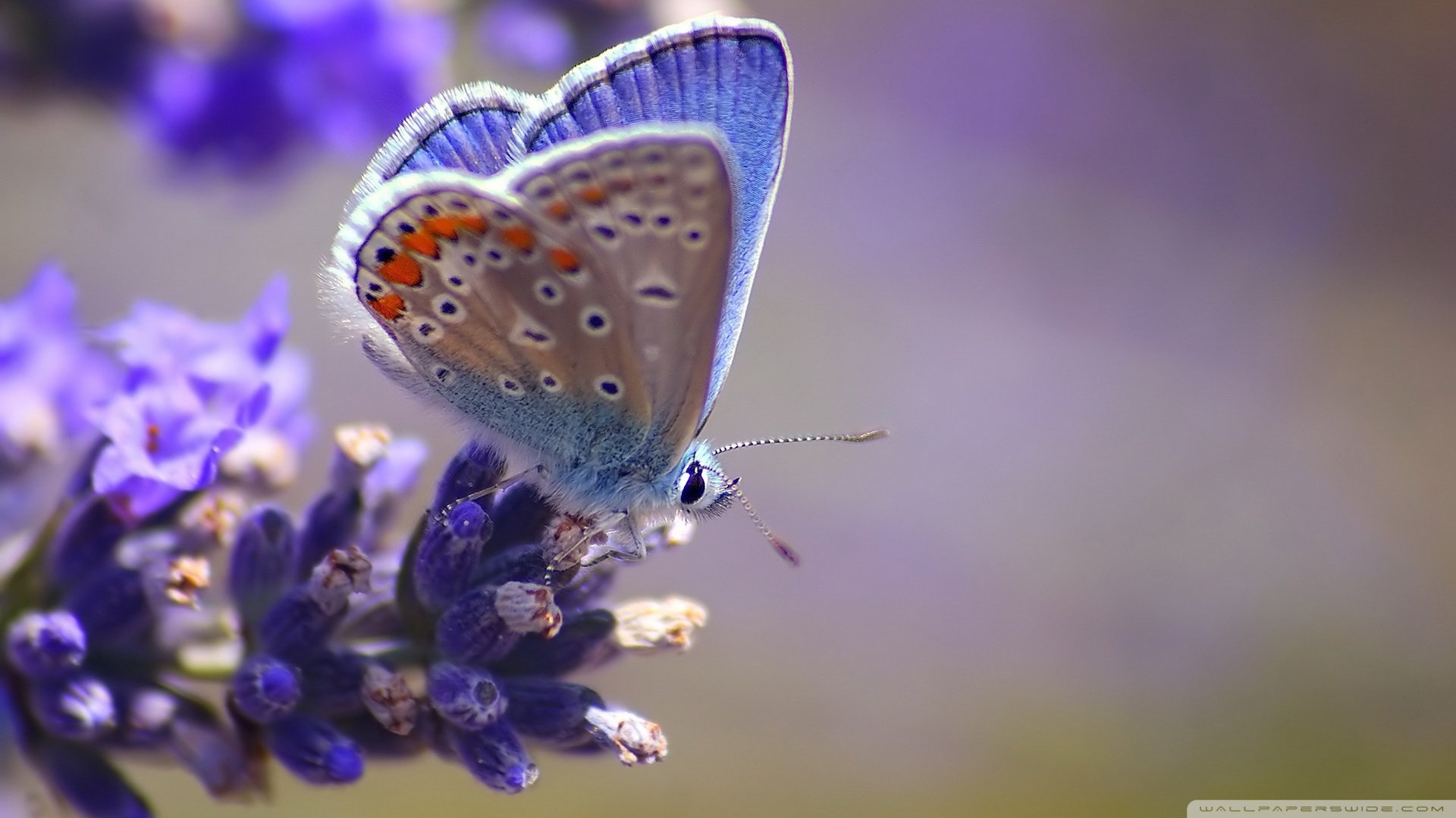 动物,野生动物,蝴蝶,自然,春天