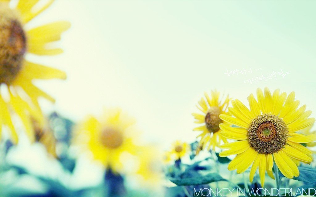 小清新,唯美,浪漫,温暖,温馨,干净,治愈系,慢生活,治愈,美好,风景,夏天,夏了夏天,蓝天白云,阳光,lomo,向日葵