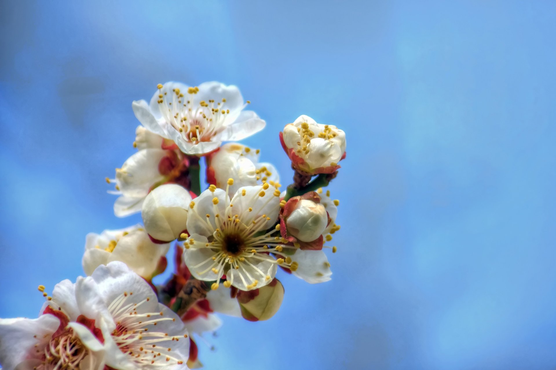 小清新,唯美,温馨,温暖,阳光,绿色养眼,自然,清新淡雅,花,春天,花团锦簇