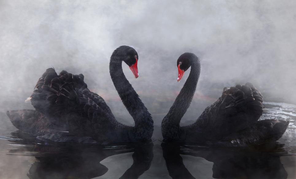 动物,天鹅,优雅