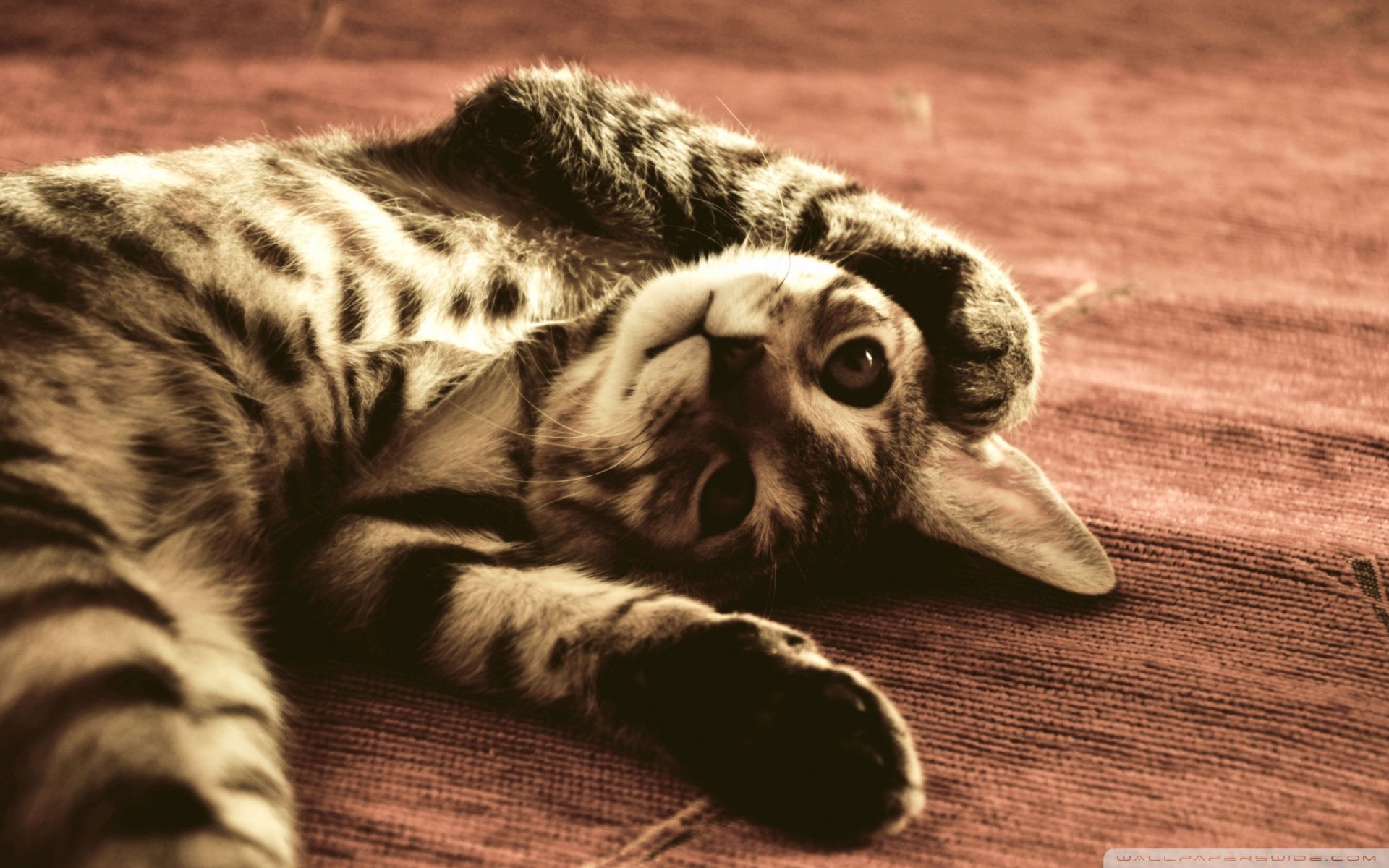 动物,古灵精怪,喵星人,猫,可爱,萌