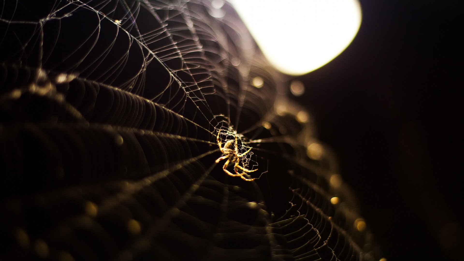 小清新,唯美,温馨,温暖,阳光,治愈系,安静,生活,慢生活,清新淡雅,温馨一刻,孤单,寂寞,离开,等待,伤感,蜘蛛网