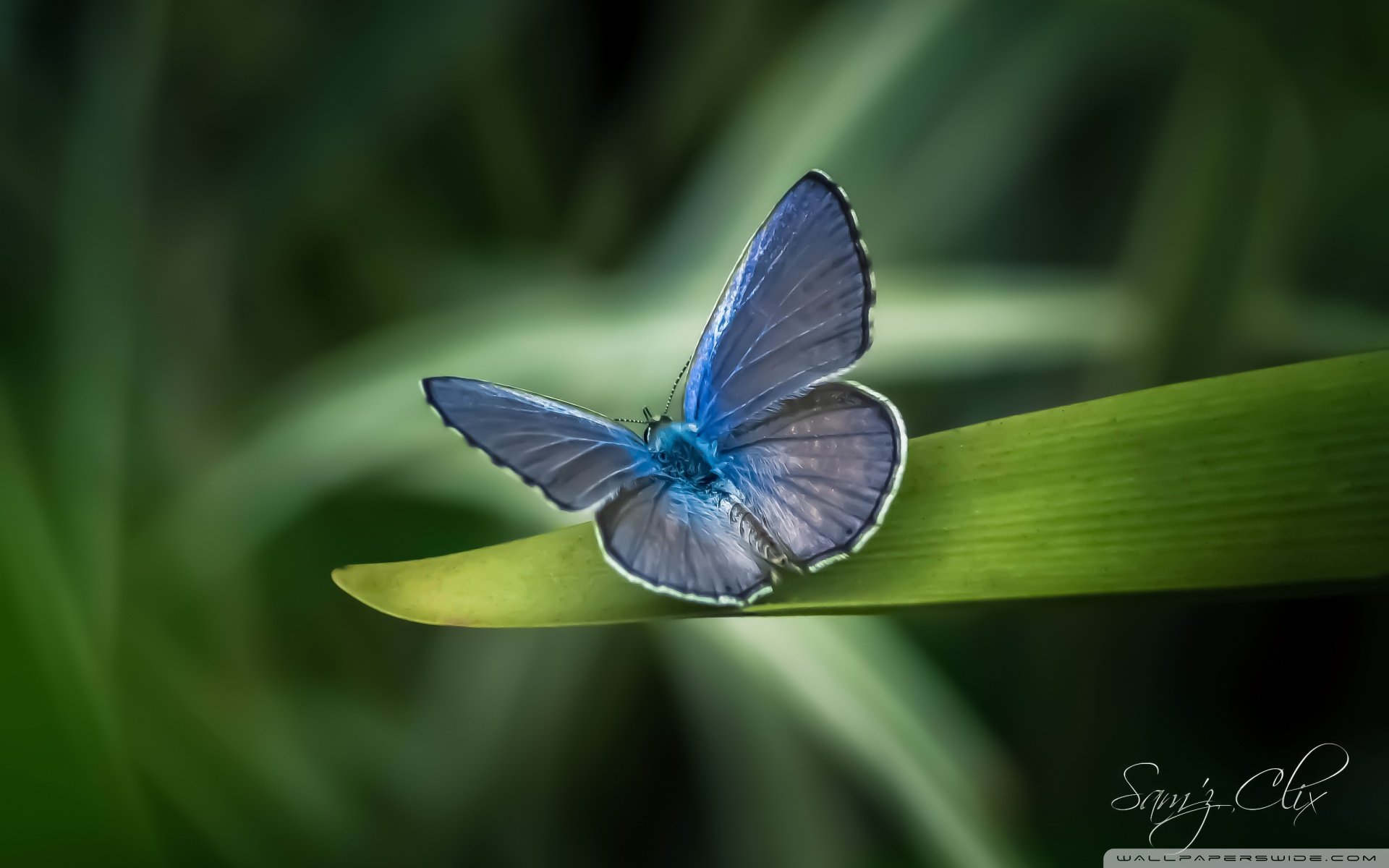 动物,野生动物,蝴蝶,自然,春天