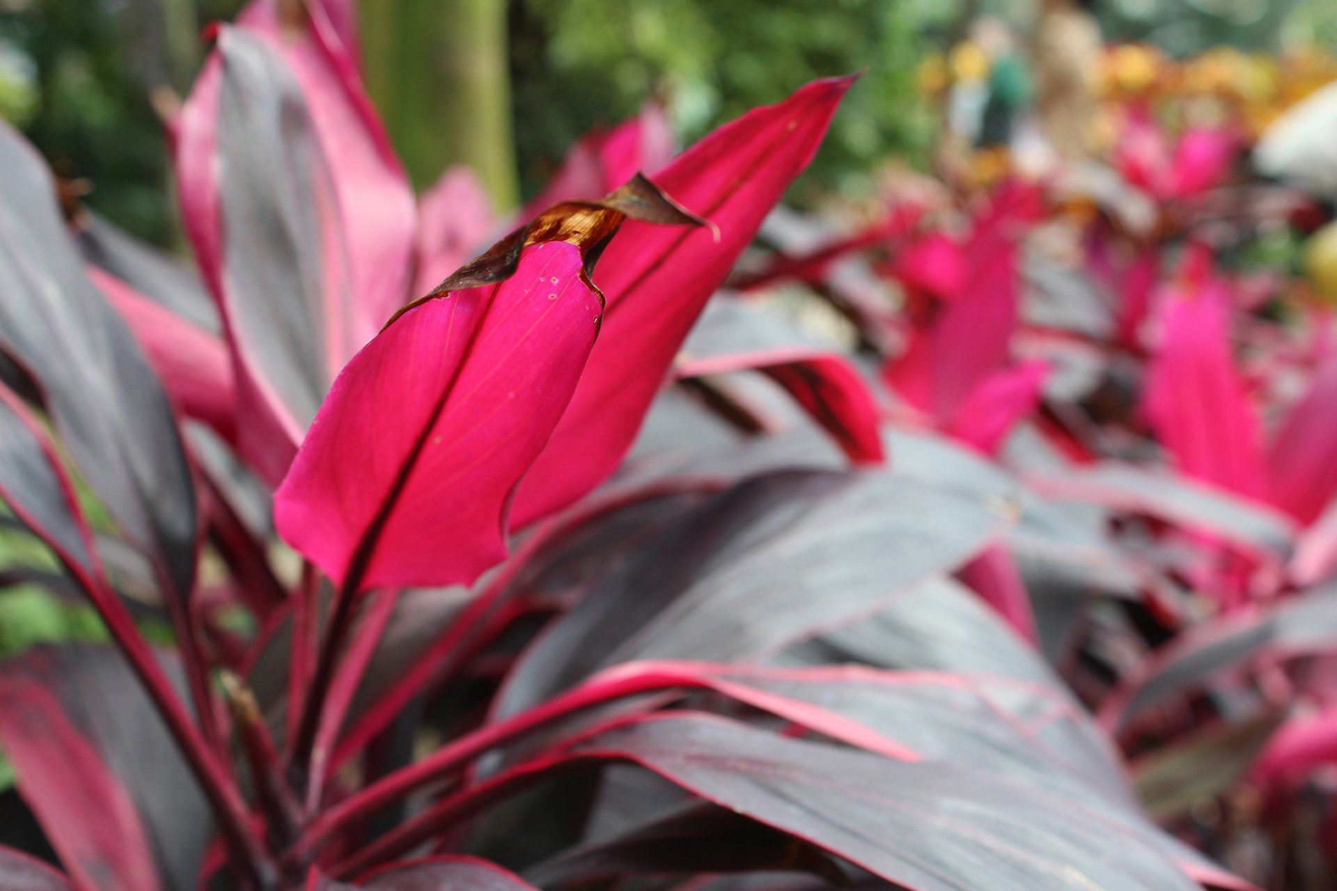 摄影,植物,花卉