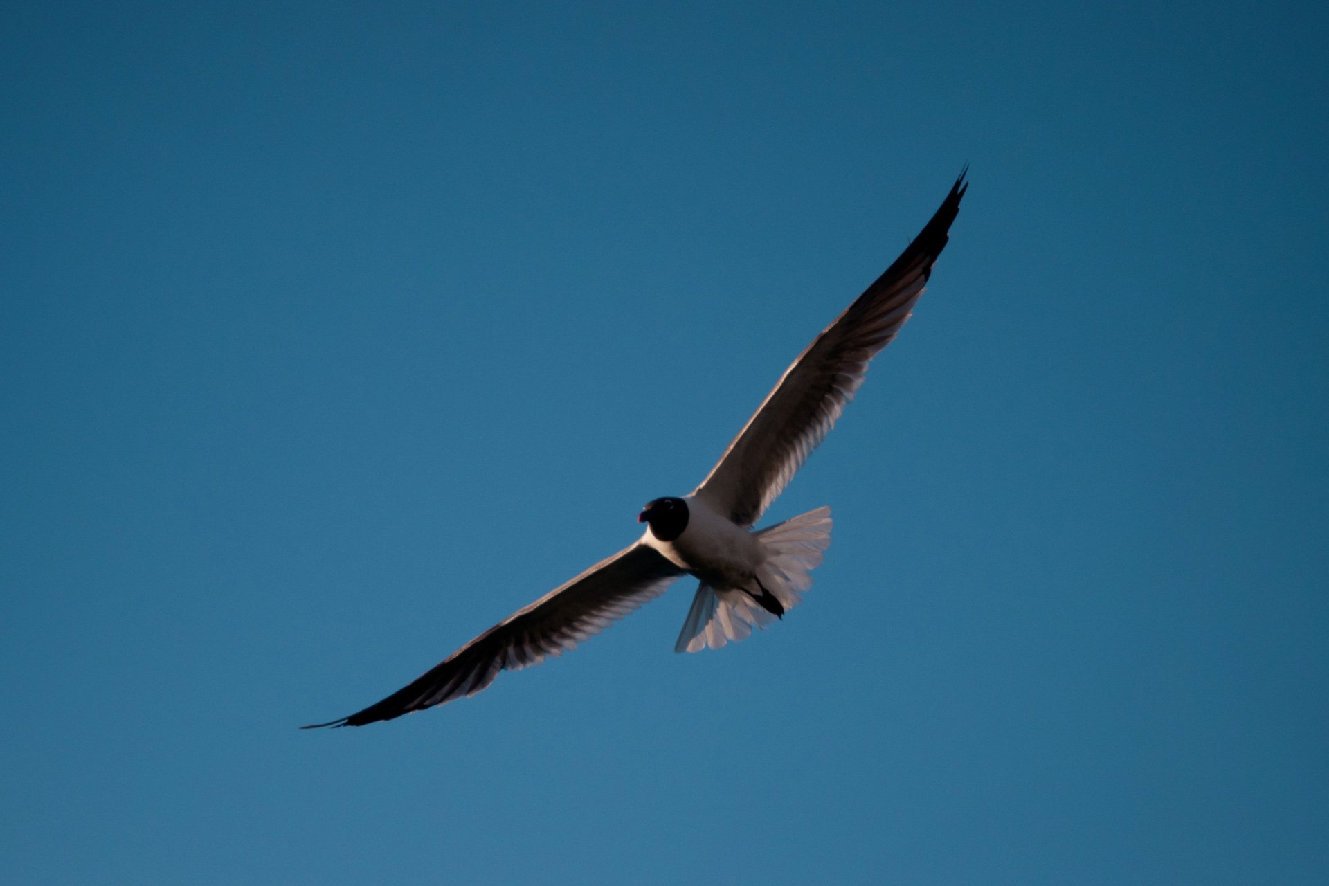 动物,野生动物,飞禽,鸟,飞翔,猫头鹰